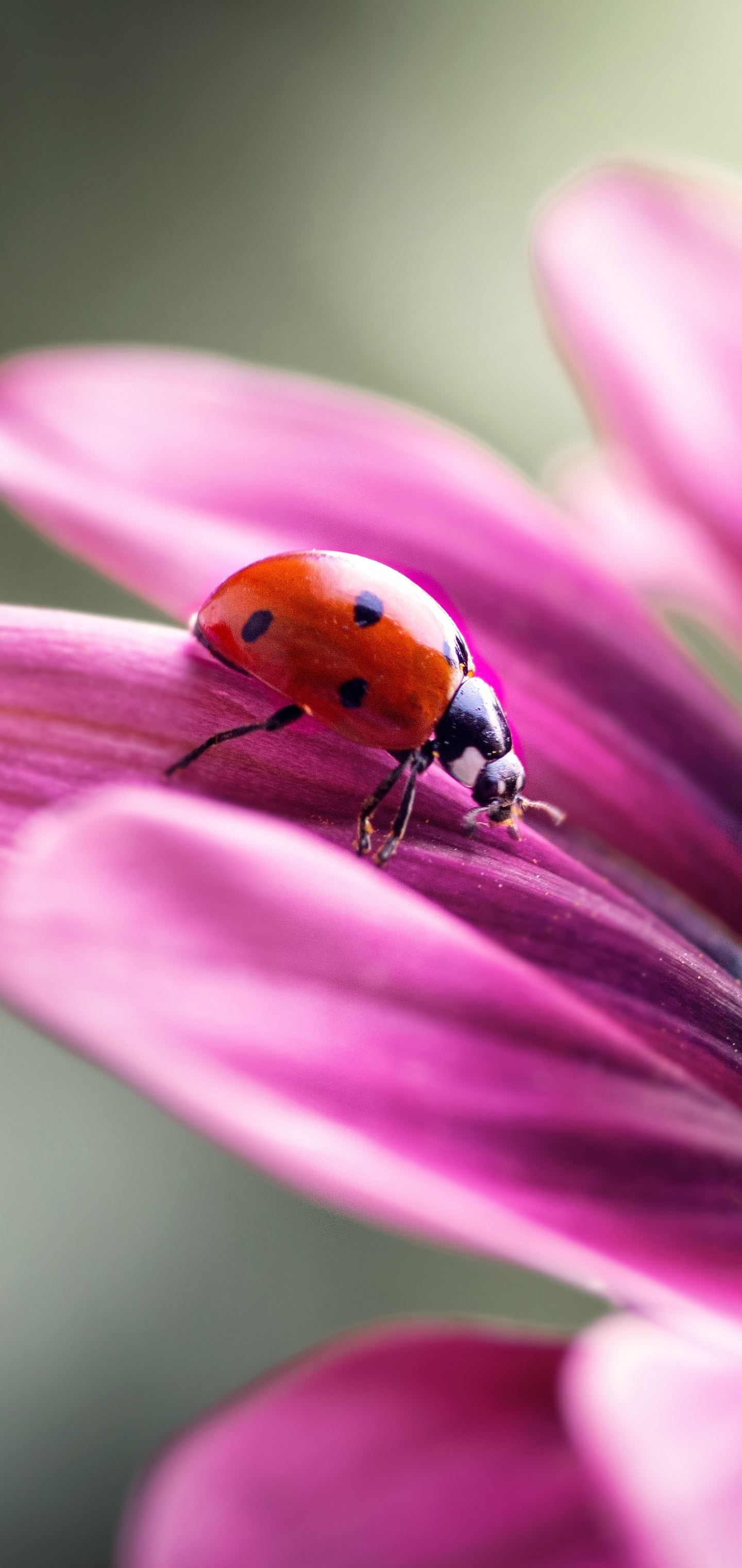 Download mobile wallpaper Flower, Macro, Insect, Animal, Ladybug for free.