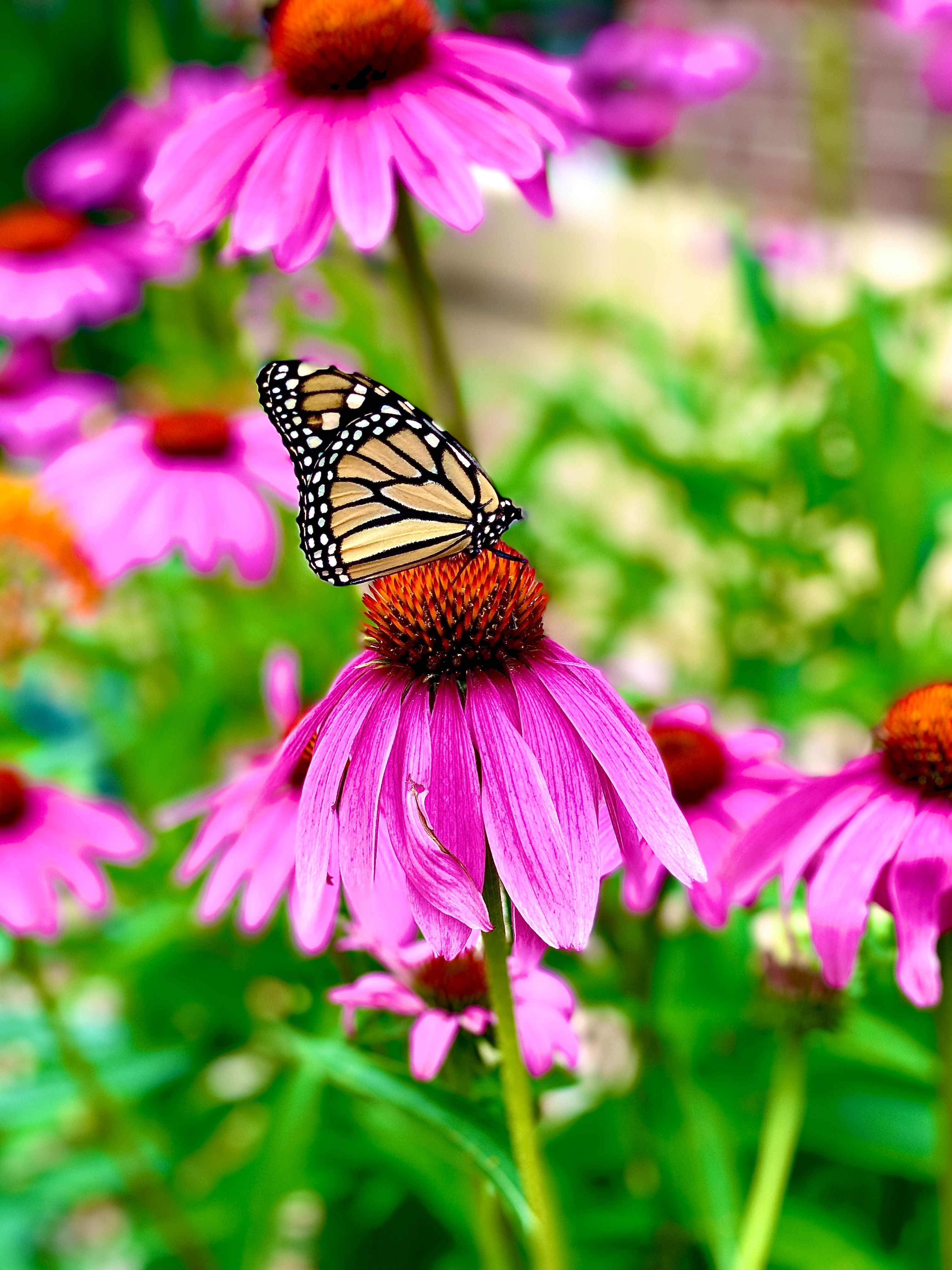 155787壁紙のダウンロード動物, 蝶, パターン, 花, 大きい, マクロ, 花びら, バタフライ, 翼-スクリーンセーバーと写真を無料で