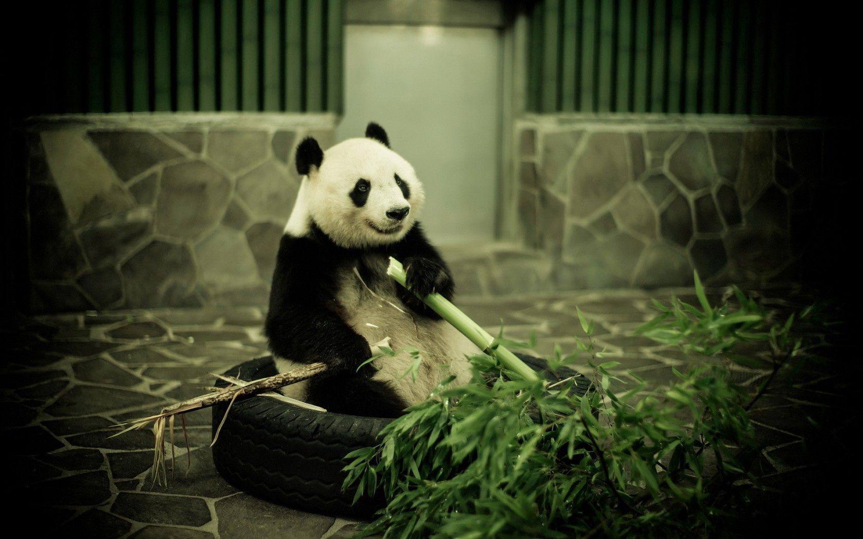 panda, animals, bamboo, zoo