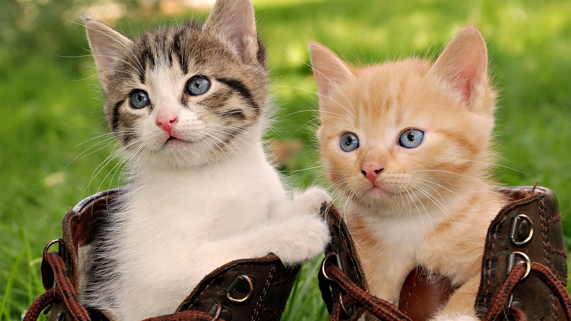 Free download wallpaper Cats, Cat, Animal on your PC desktop