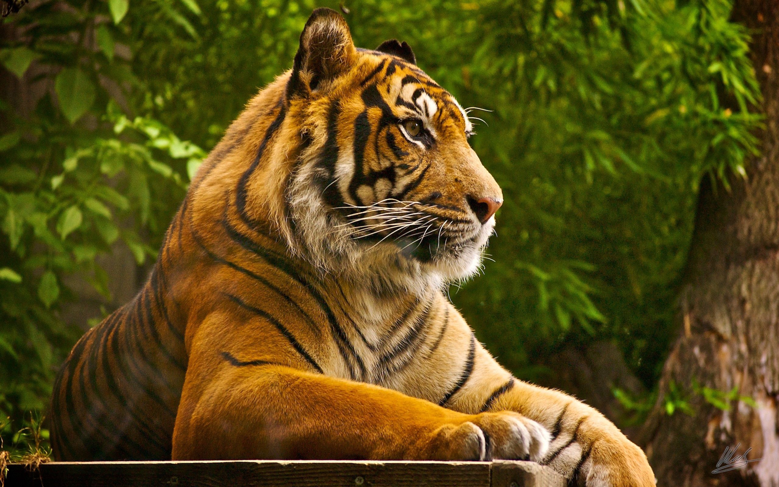148835 скачать обои амурский тигр, большая кошка, полосатый, животные, лежать - заставки и картинки бесплатно