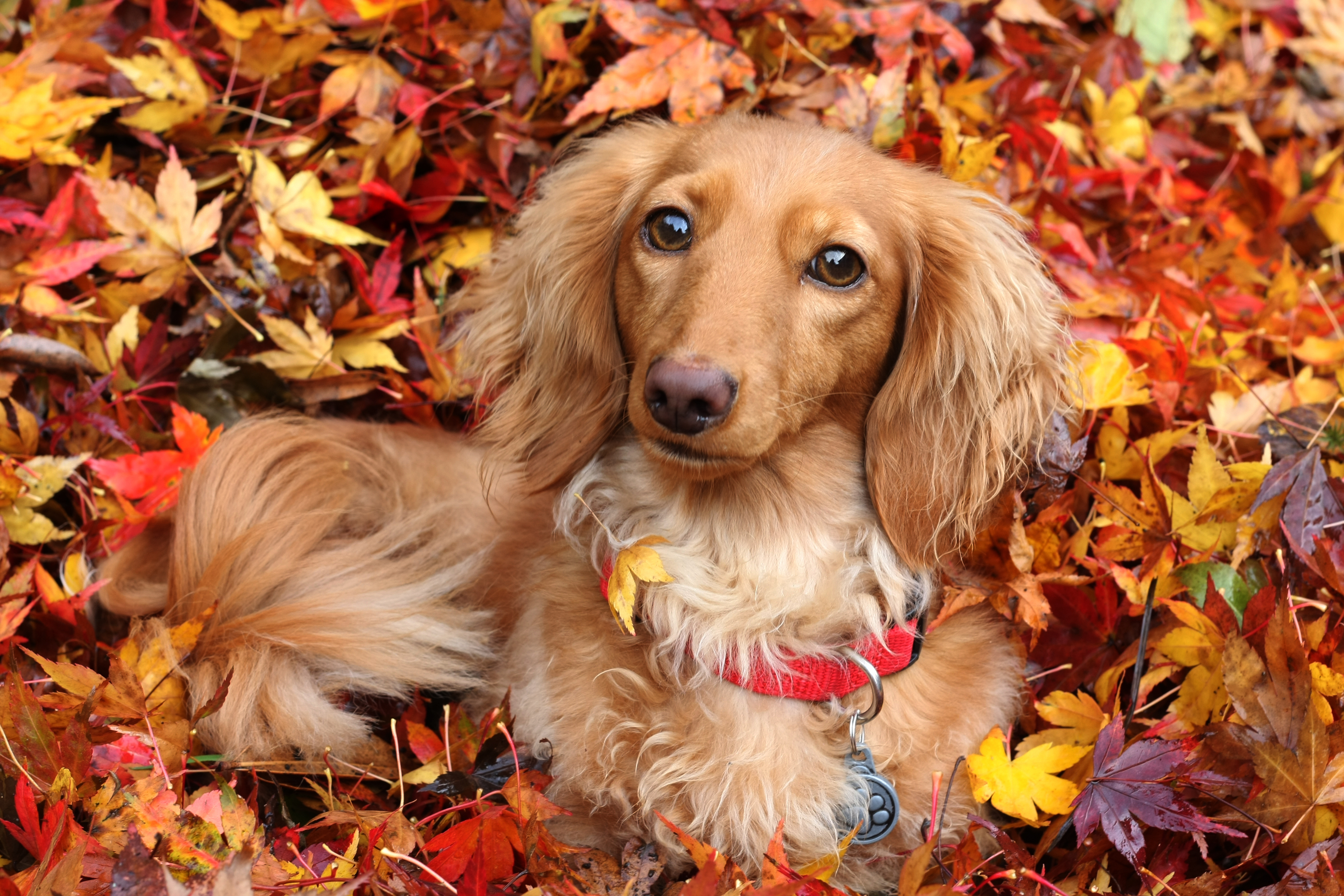 Download mobile wallpaper Dogs, Dog, Leaf, Fall, Animal, Dachshund for free.