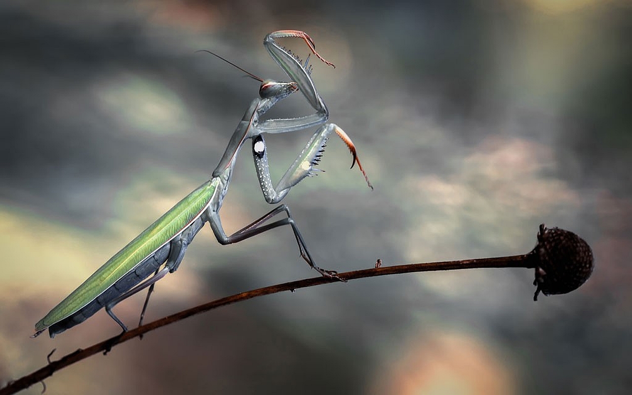 animal, praying mantis
