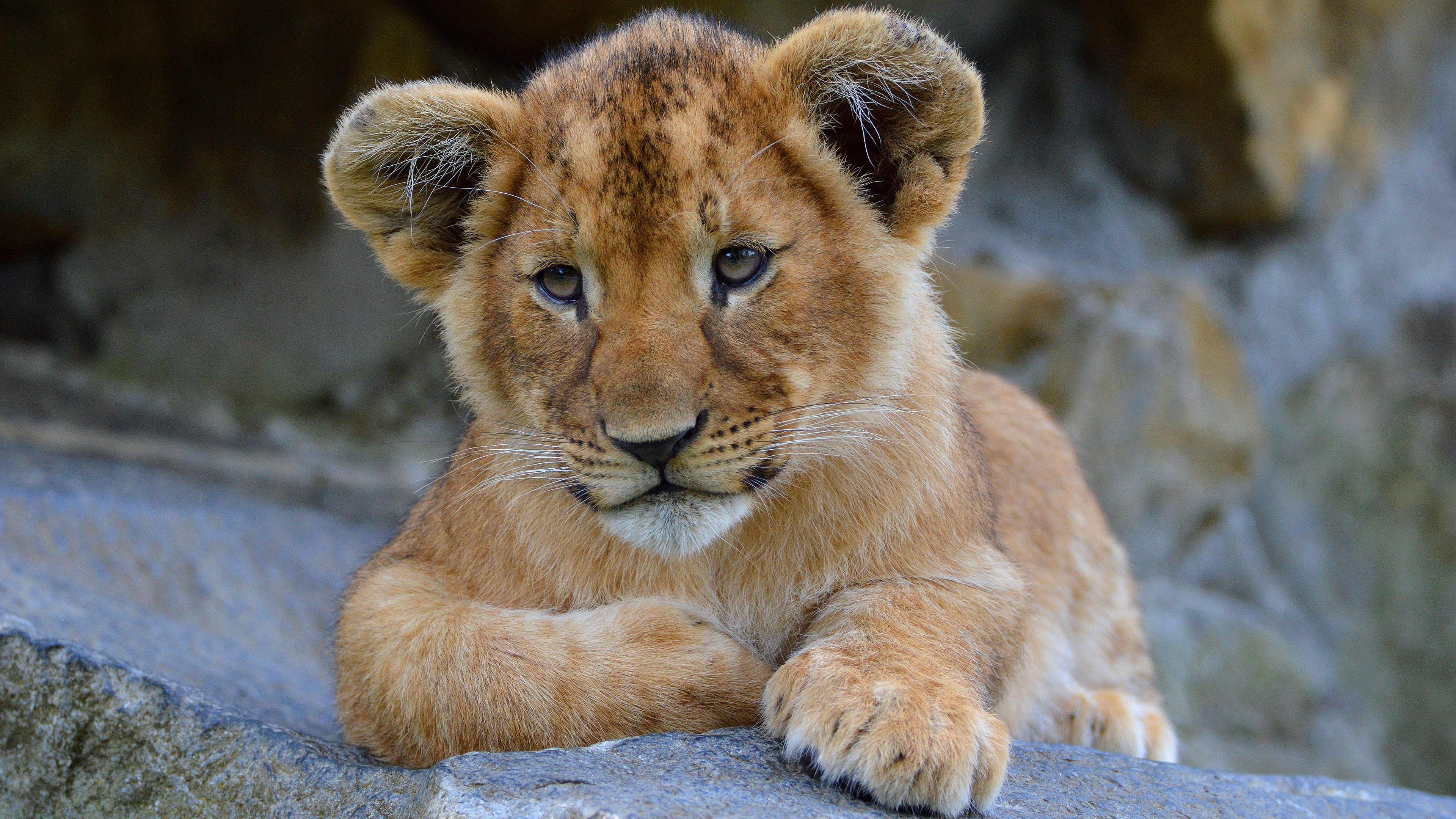 Download mobile wallpaper Cats, Lion, Animal, Baby Animal, Cub for free.