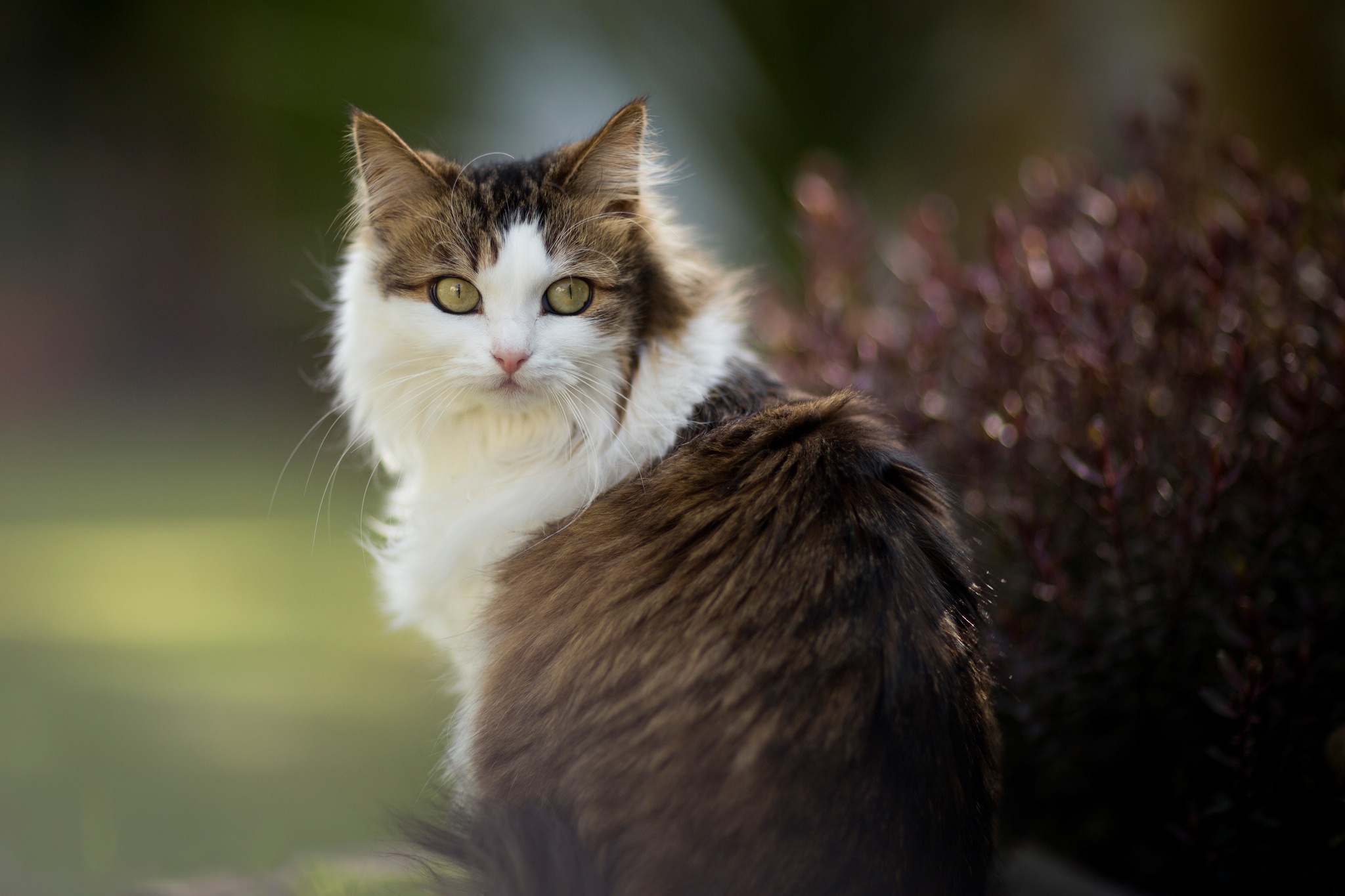 Descarga gratuita de fondo de pantalla para móvil de Animales, Gatos, Gato.