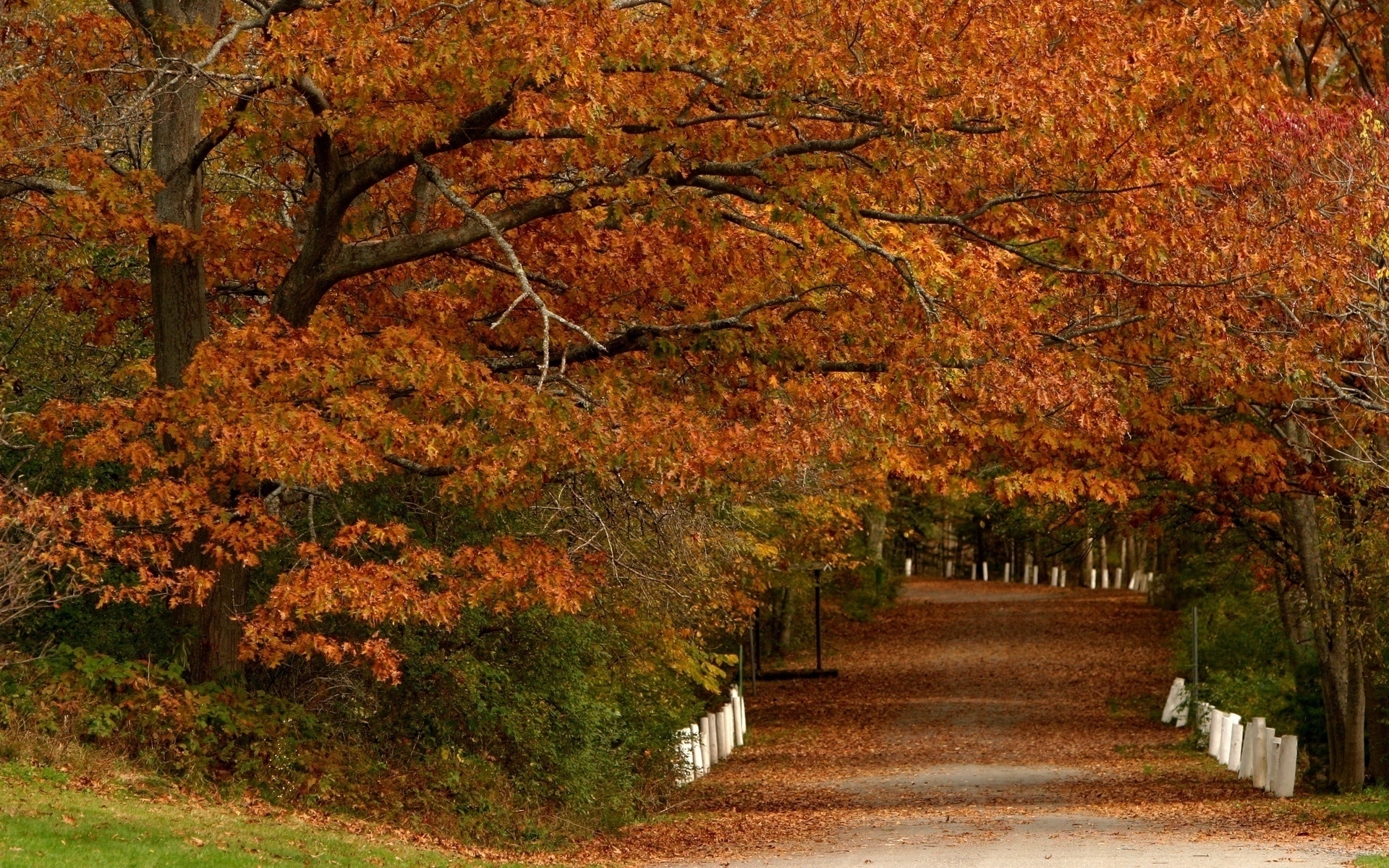 Скачать обои бесплатно Деревья, Листья, Пейзаж, Осень картинка на рабочий стол ПК