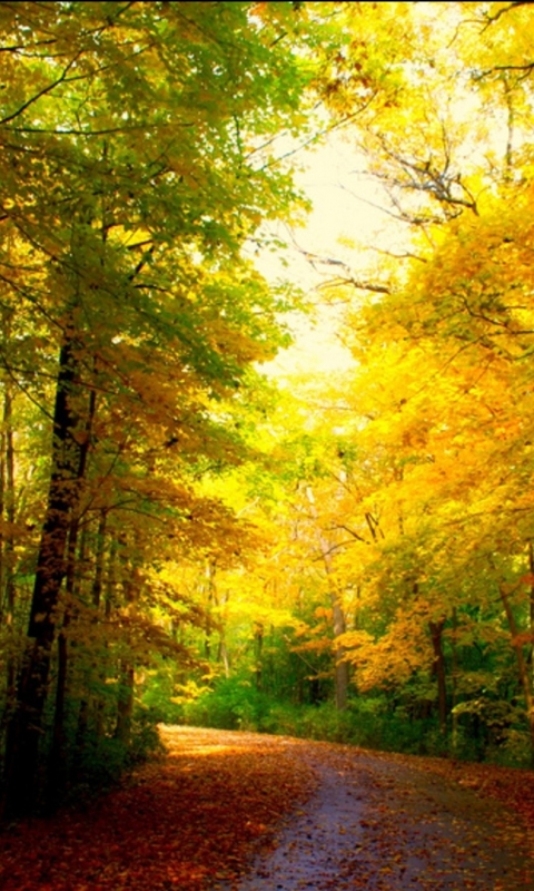 無料モバイル壁紙風景, 秋, 道, 森, 地球をダウンロードします。