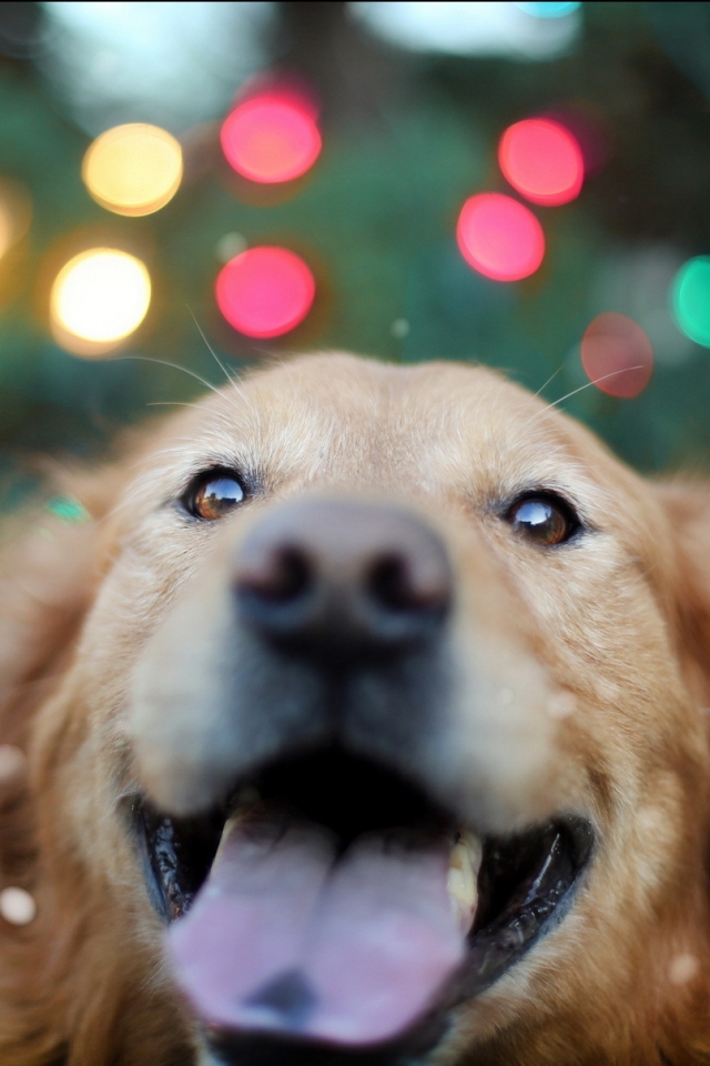 Descarga gratuita de fondo de pantalla para móvil de Animales, Perros, Perro Perdiguero De Oro.