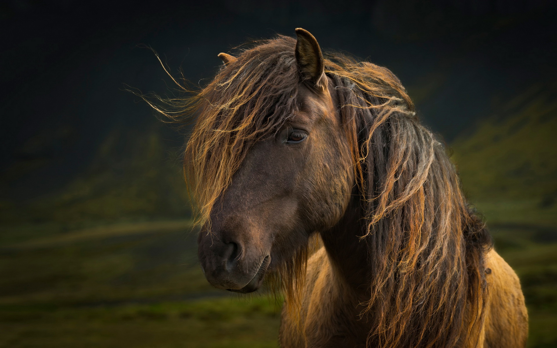 Téléchargez gratuitement l'image Animaux, Cheval sur le bureau de votre PC