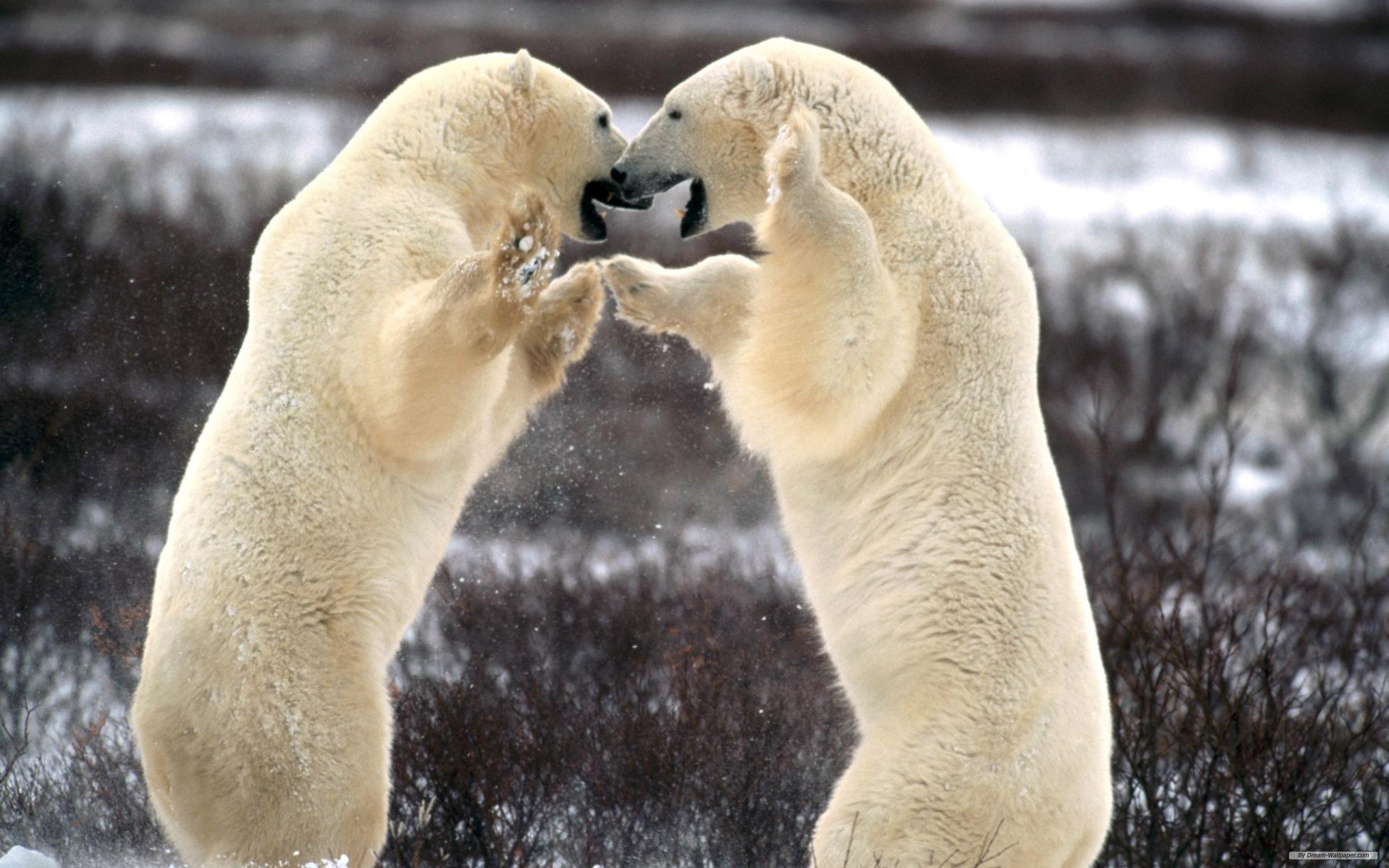 animal, polar bear, bears HD wallpaper