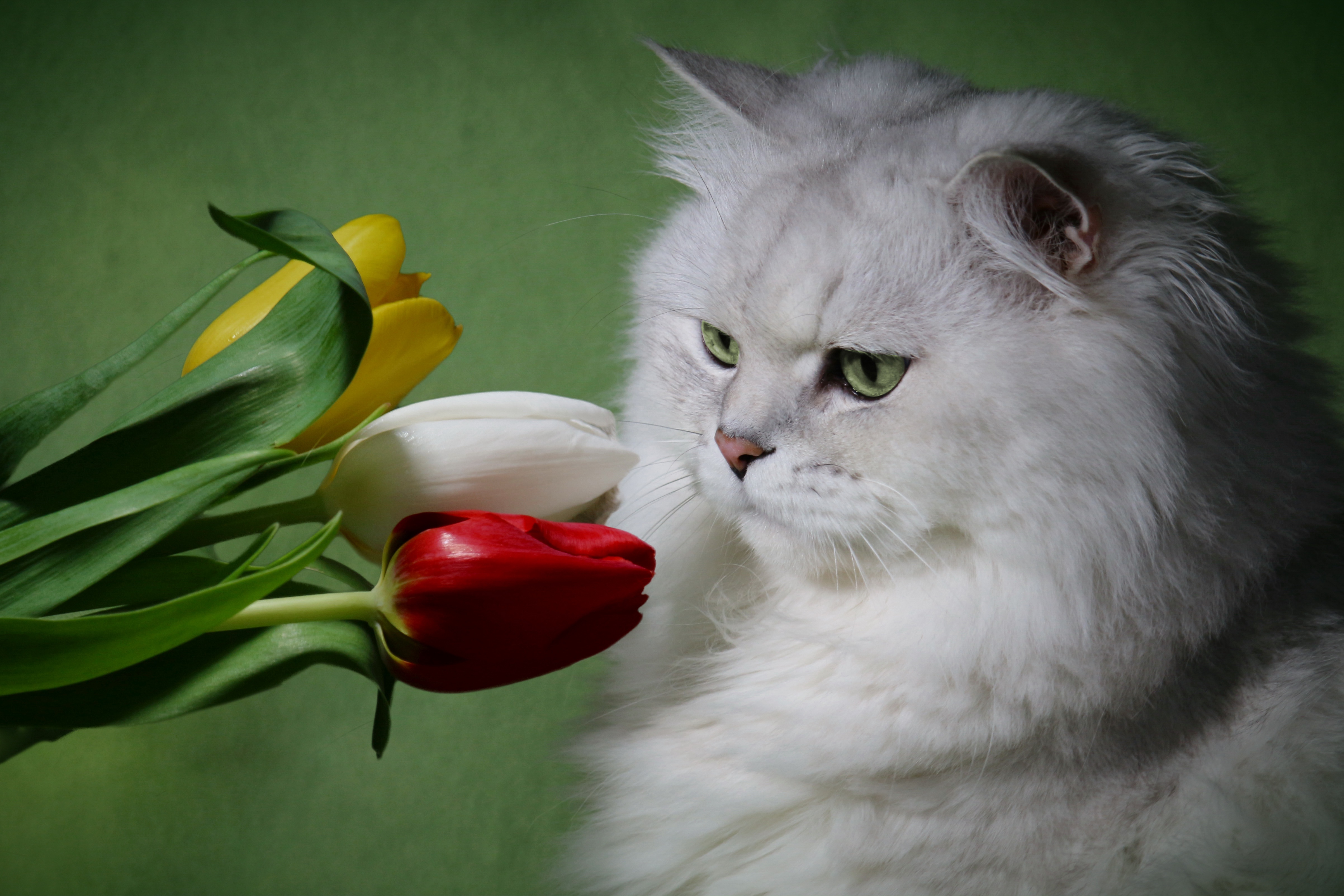 Завантажити шпалери безкоштовно Квітка, Кішка, Тварина, Коти, Тюльпан картинка на робочий стіл ПК