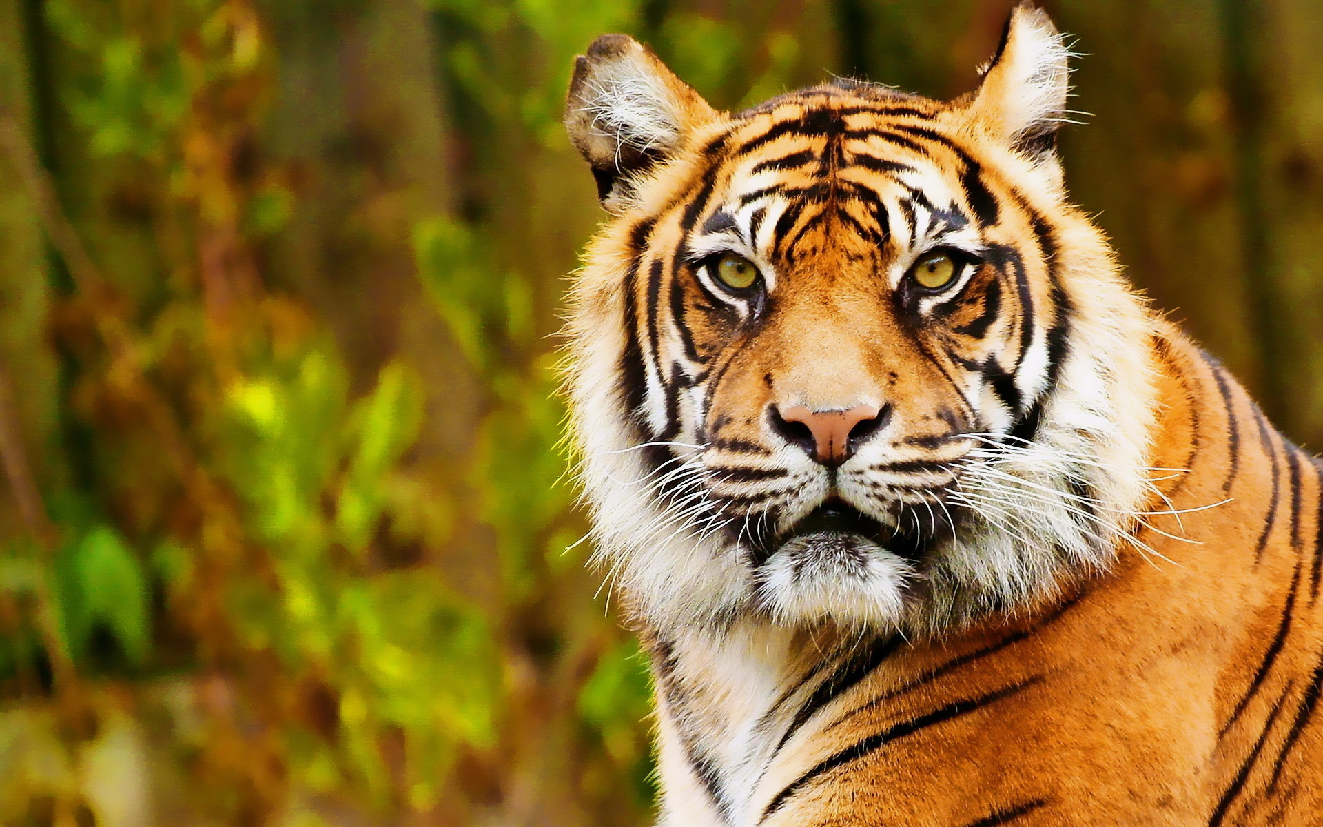 Free download wallpaper Cats, Animal, Tiger on your PC desktop