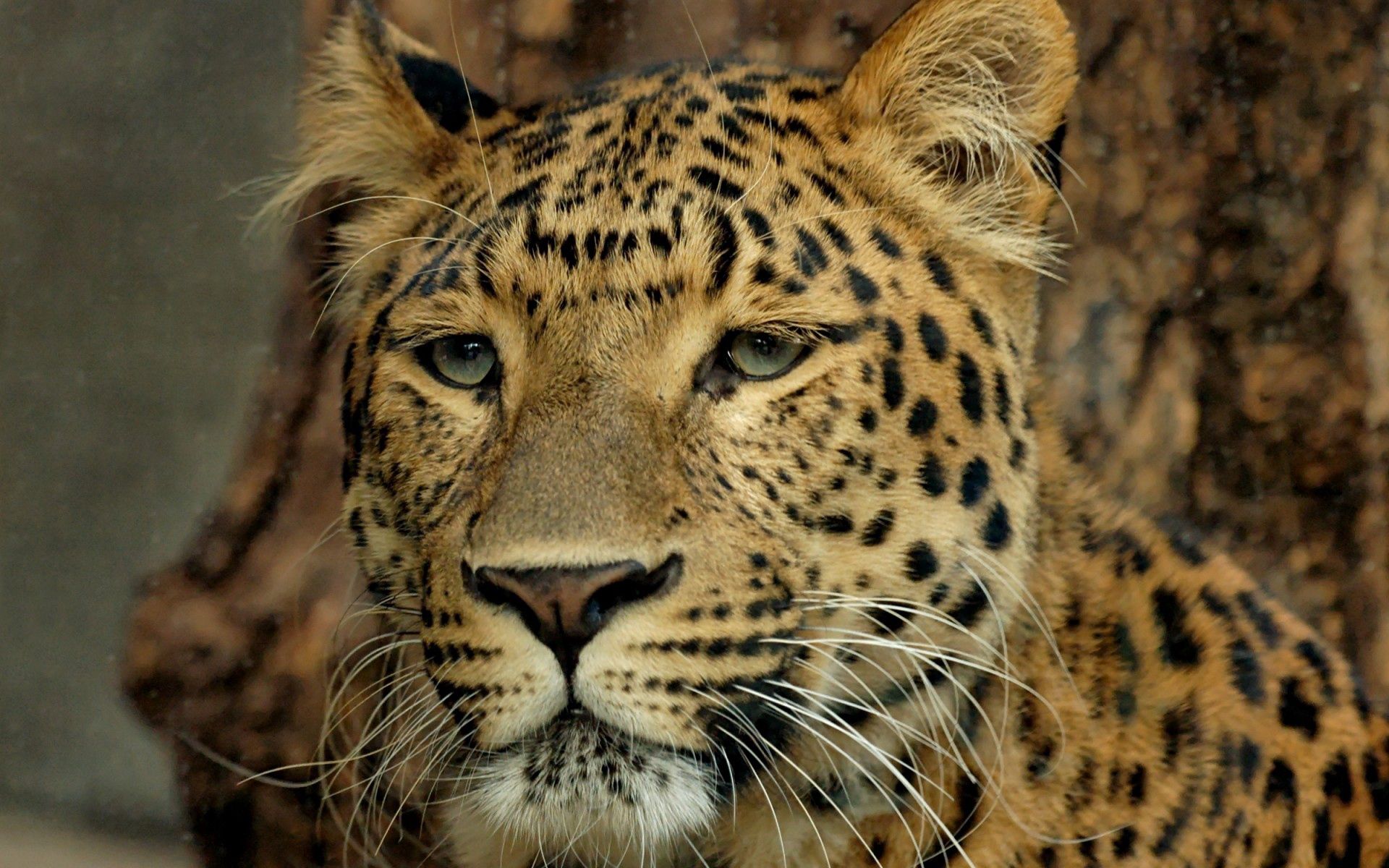 118439 Hintergrundbild herunterladen tiere, leopard, schnauze, große katze, big cat, sicht, meinung - Bildschirmschoner und Bilder kostenlos