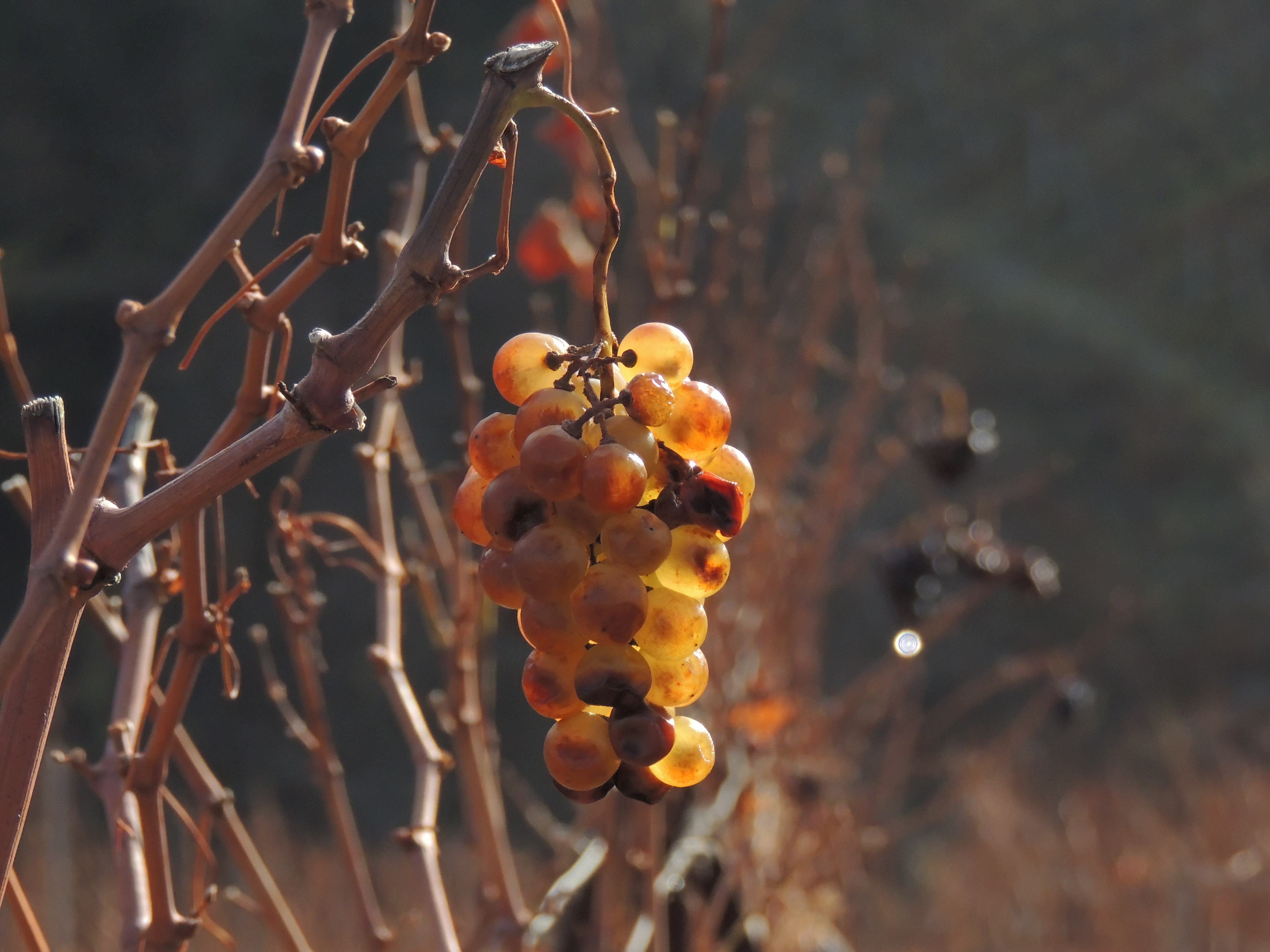 Baixe gratuitamente a imagem Comida, Uvas na área de trabalho do seu PC