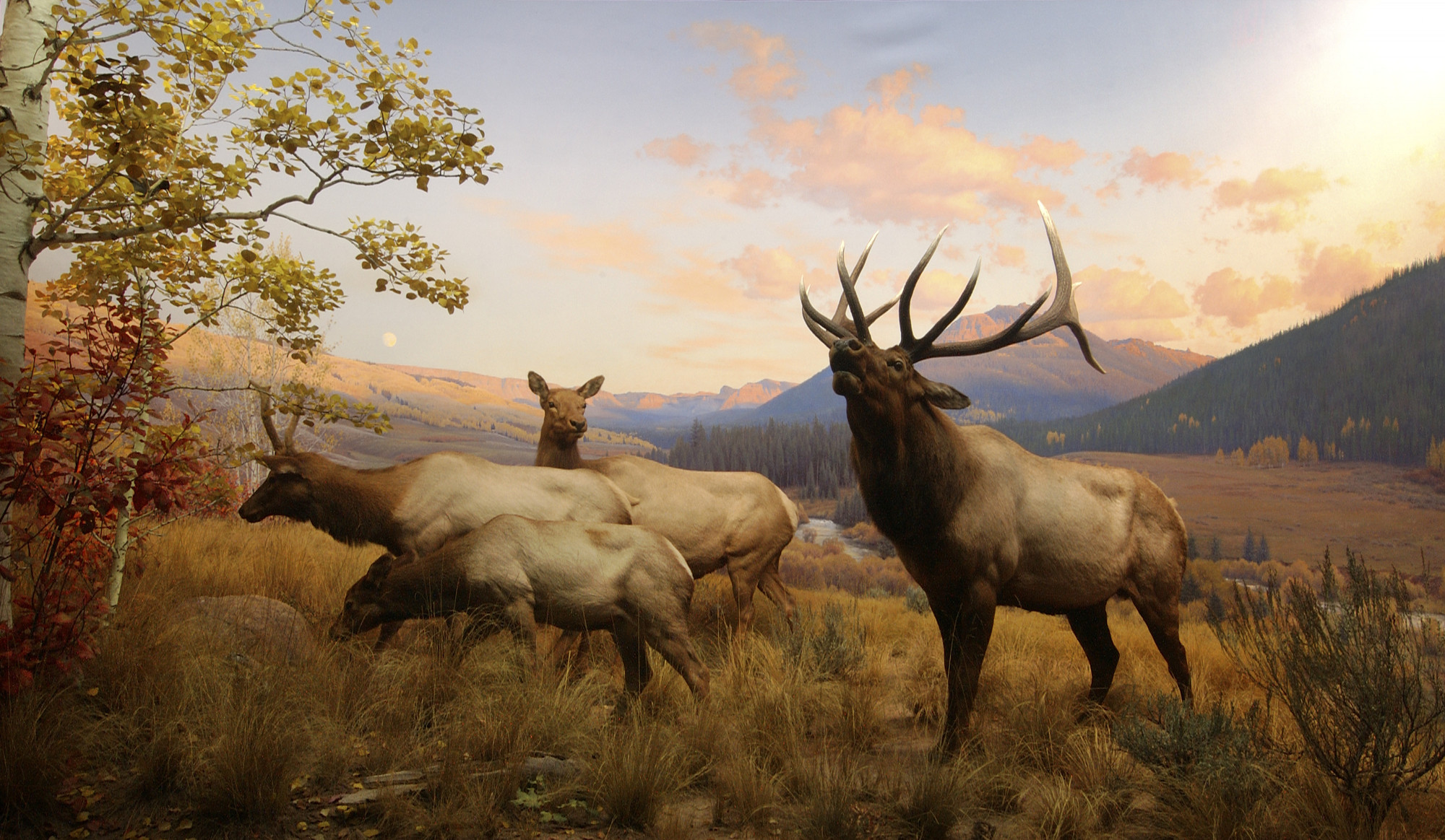 Free download wallpaper Animal, Elk on your PC desktop
