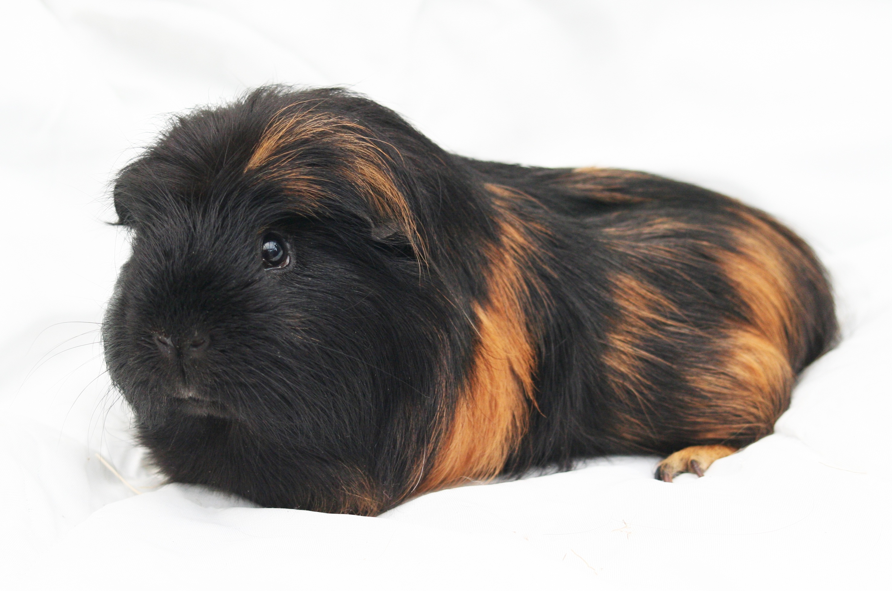 Download mobile wallpaper Fluffy, Rodent, Animals, Guinea Pig for free.