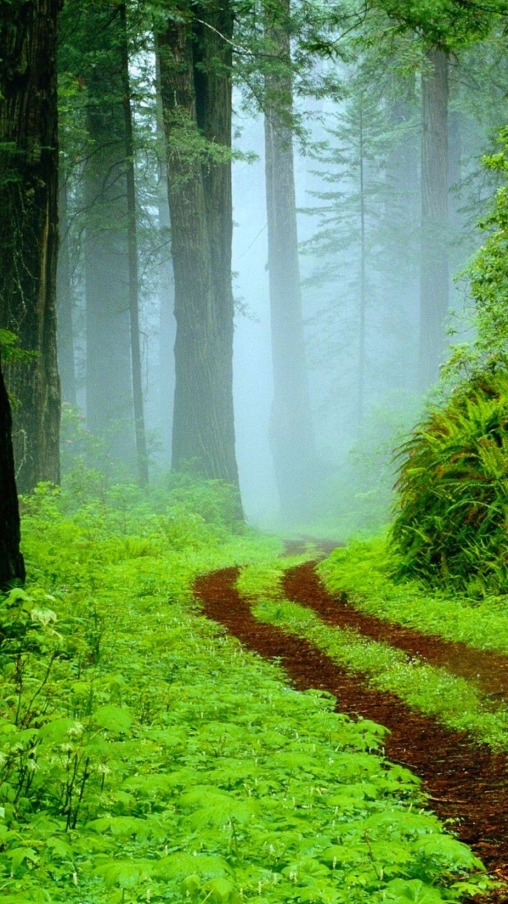 Скачать картинку Лес, Туман, Зеленый, Дорожка, Земля/природа в телефон бесплатно.