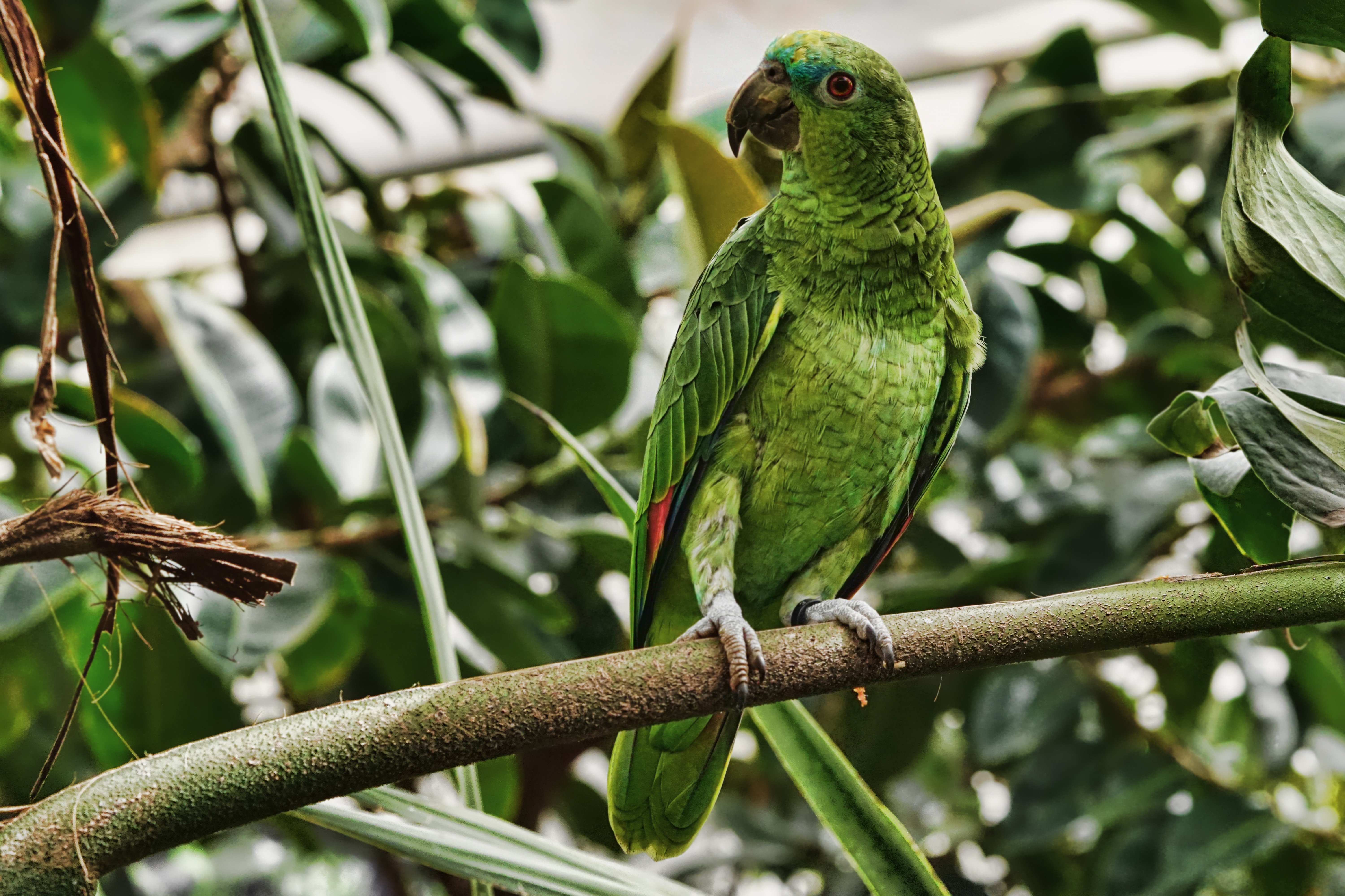 Free download wallpaper Animals, Bird, Exotic, Branch, Tropical, Parrots on your PC desktop