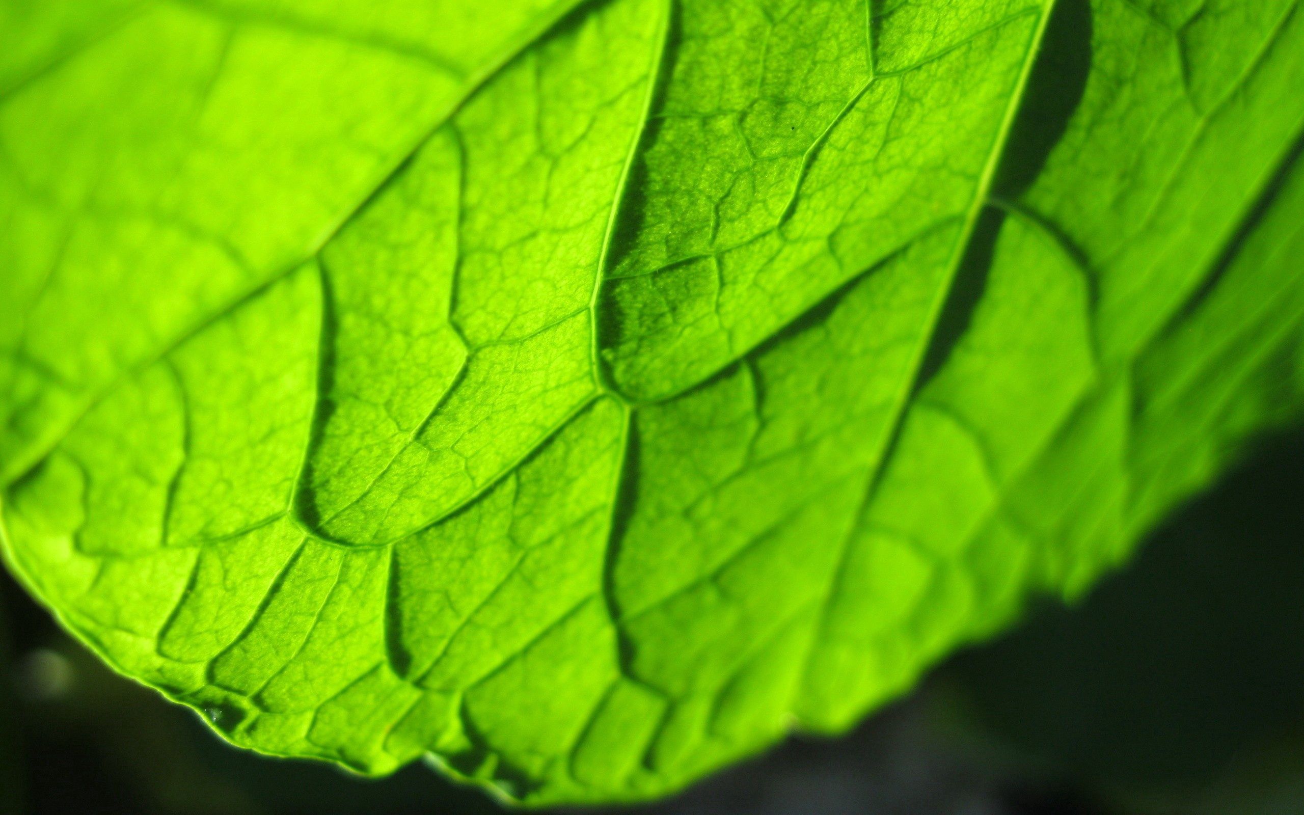 Free download wallpaper Macro, Bright, Sheet, Leaf, Carved, Lines on your PC desktop
