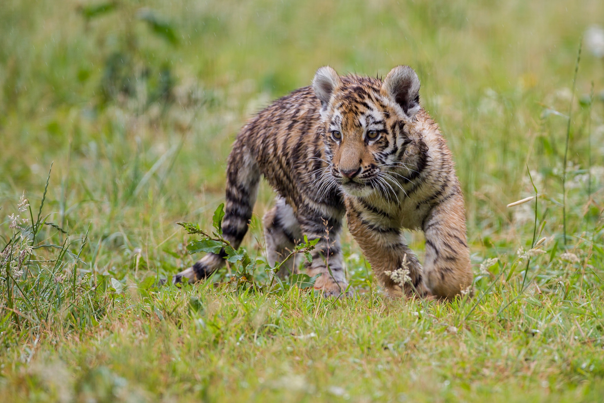 Baixe gratuitamente a imagem Animais, Gatos, Tigre, Animal Bebê, Filhote na área de trabalho do seu PC