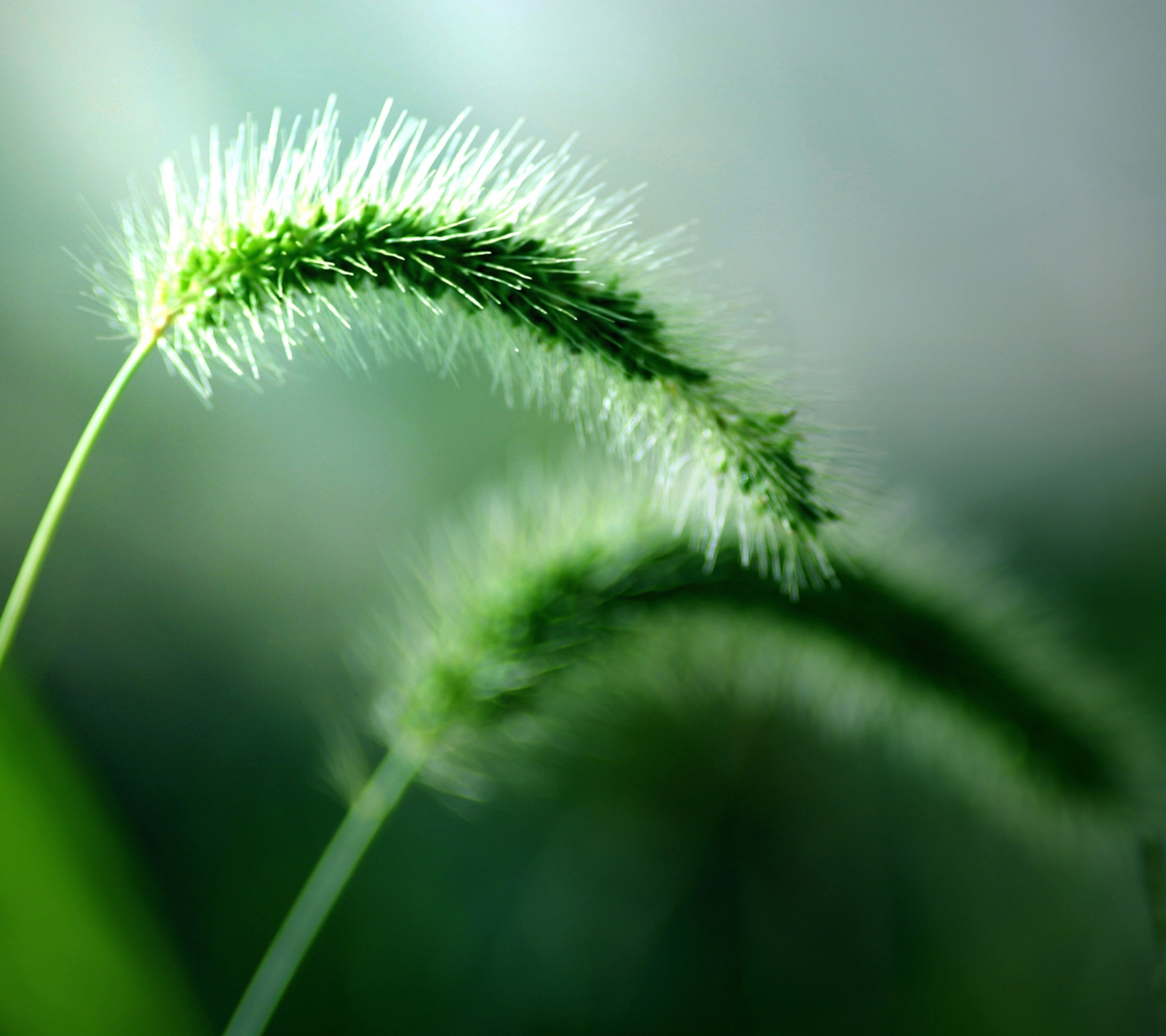 Free download wallpaper Grass, Earth on your PC desktop