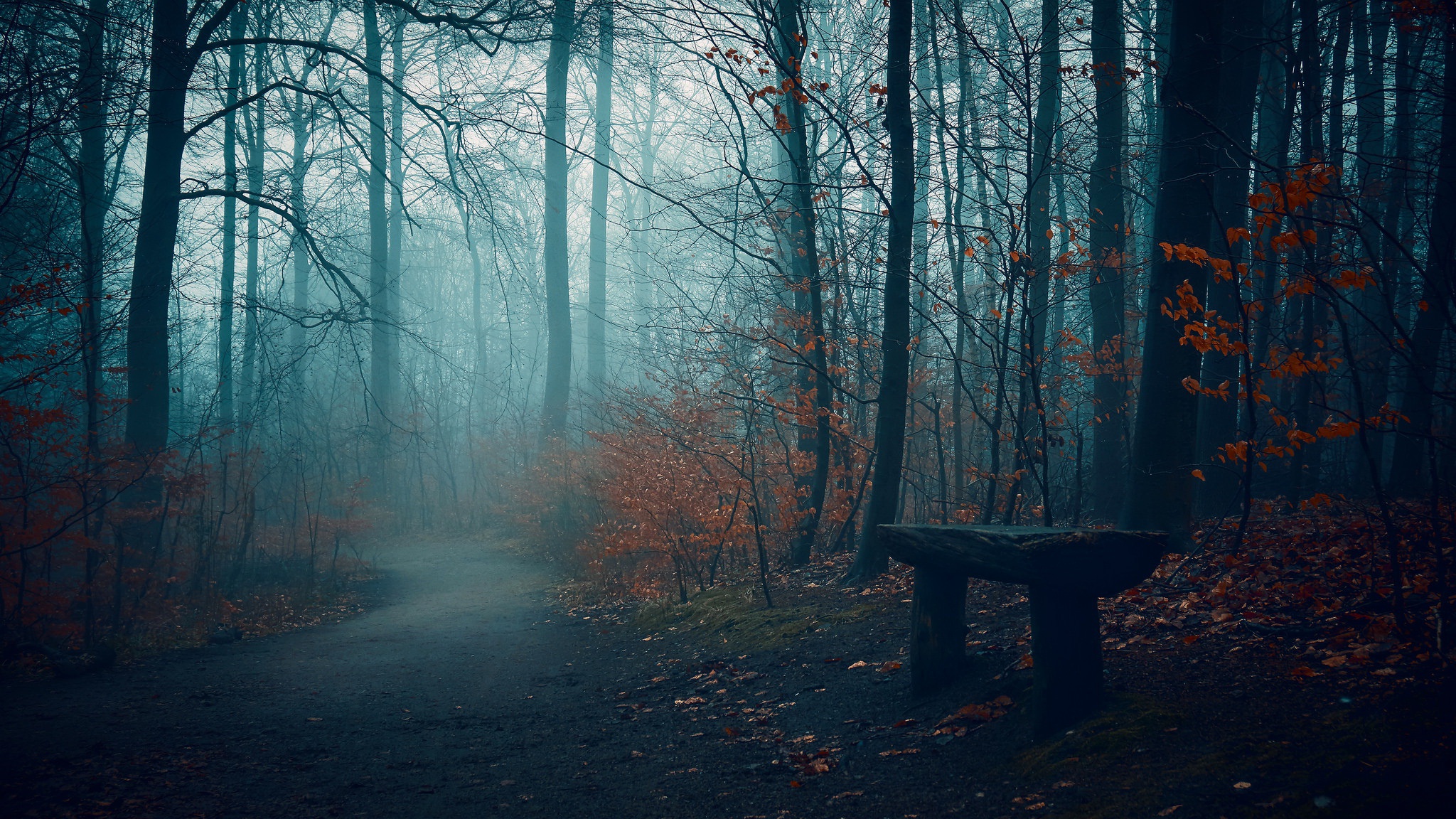 Téléchargez gratuitement l'image Sombre, Forêt, Banc, Terre/nature sur le bureau de votre PC