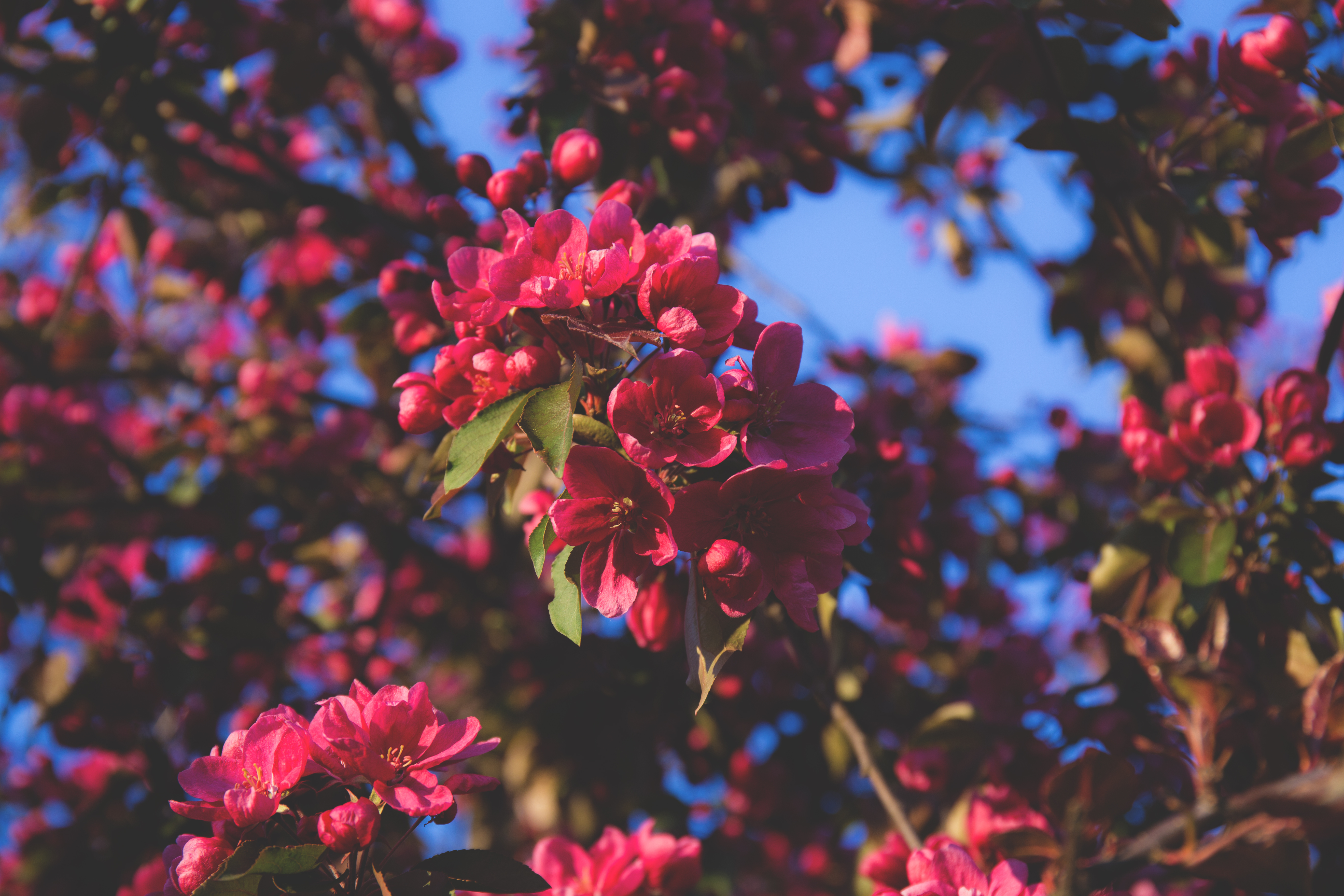 Download mobile wallpaper Wood, Flowering, Flowers, Tree, Branches, Bloom, Pink for free.