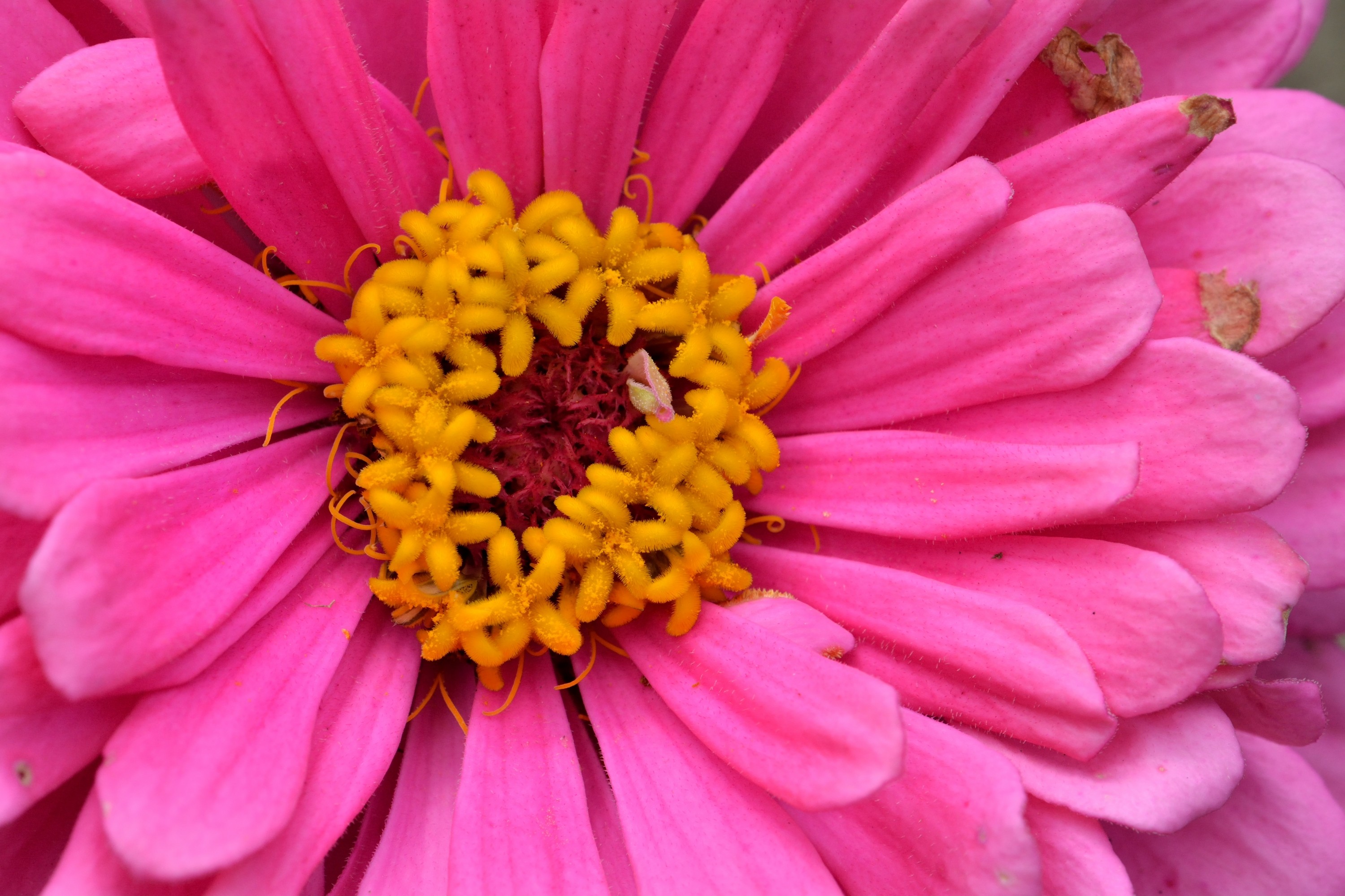 Téléchargez gratuitement l'image Fleurs, Fleur, Fermer, Gerbera, Terre/nature, Fleur Rose sur le bureau de votre PC