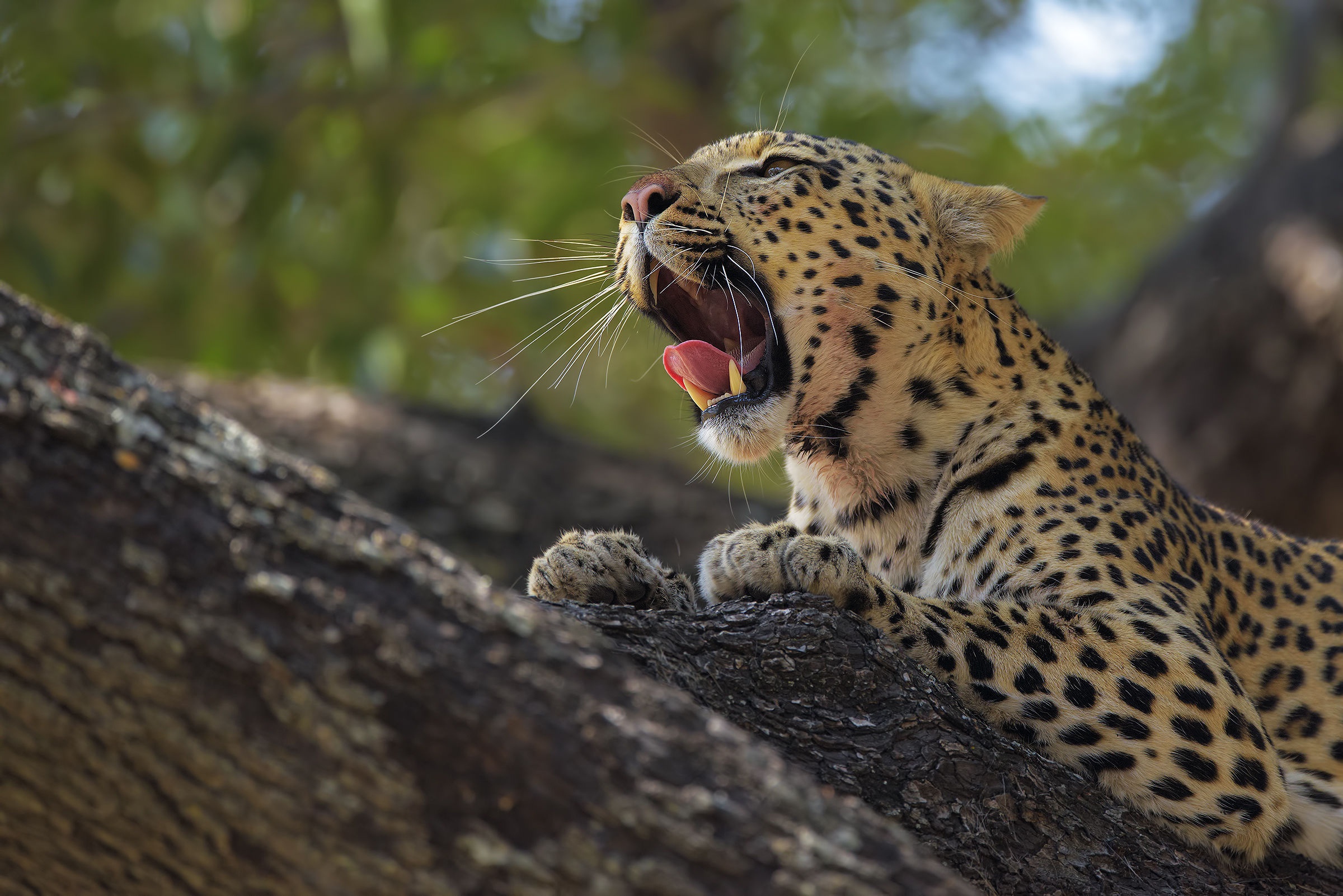 Handy-Wallpaper Tiere, Katzen, Leopard kostenlos herunterladen.