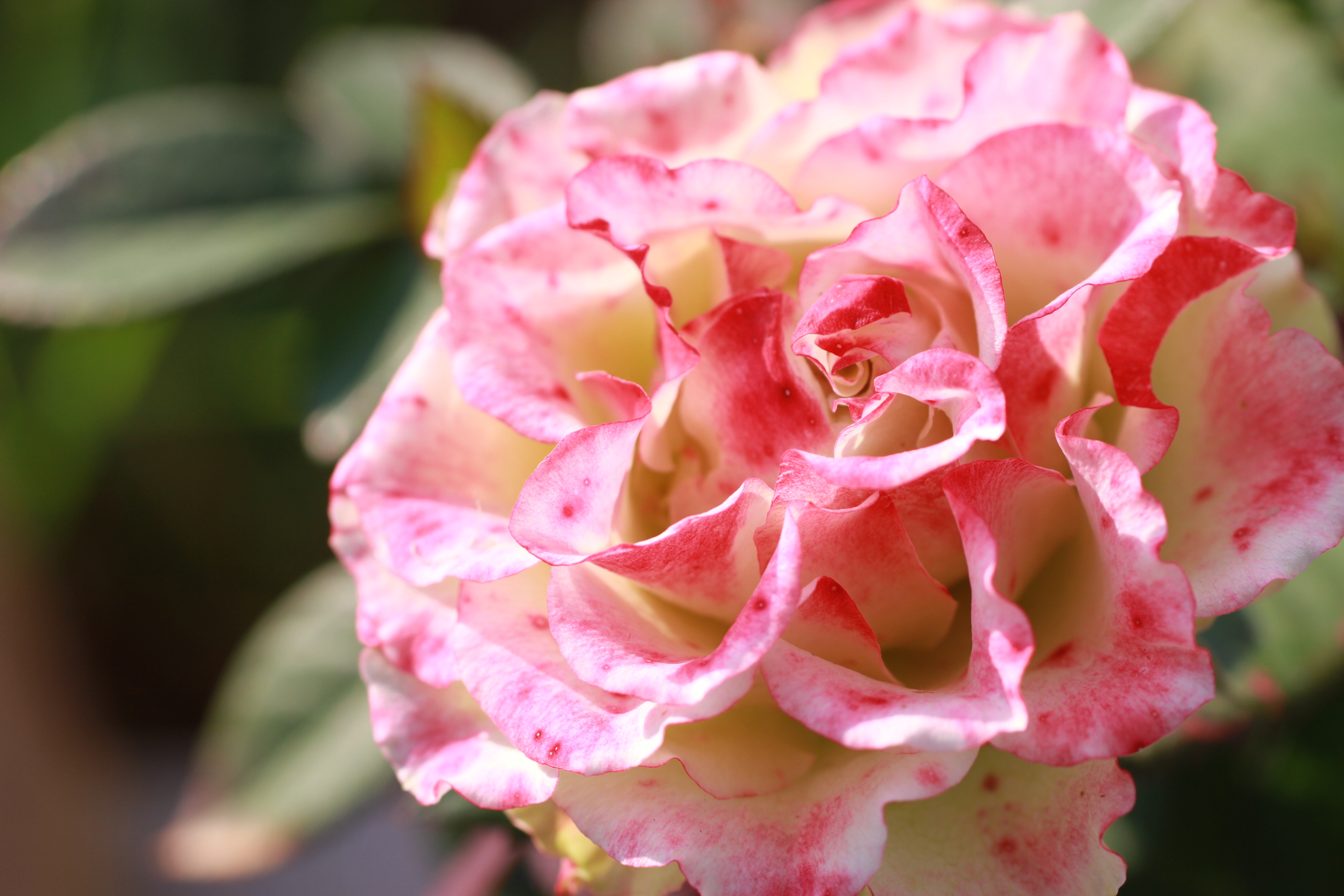 Free download wallpaper Nature, Flowers, Flower, Rose, Close Up, Earth, Pink Rose on your PC desktop