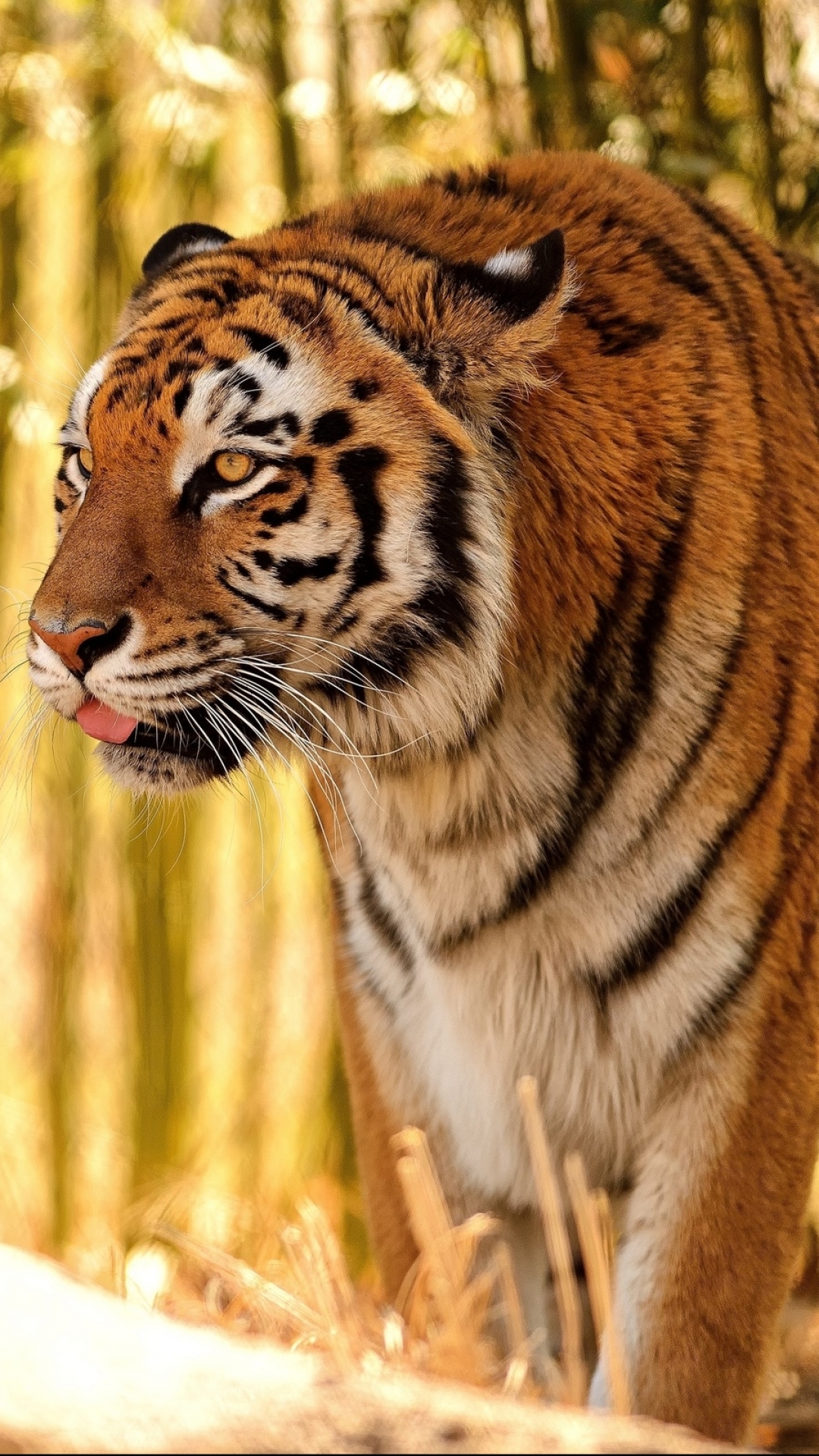 Download mobile wallpaper Cats, Tiger, Animal for free.