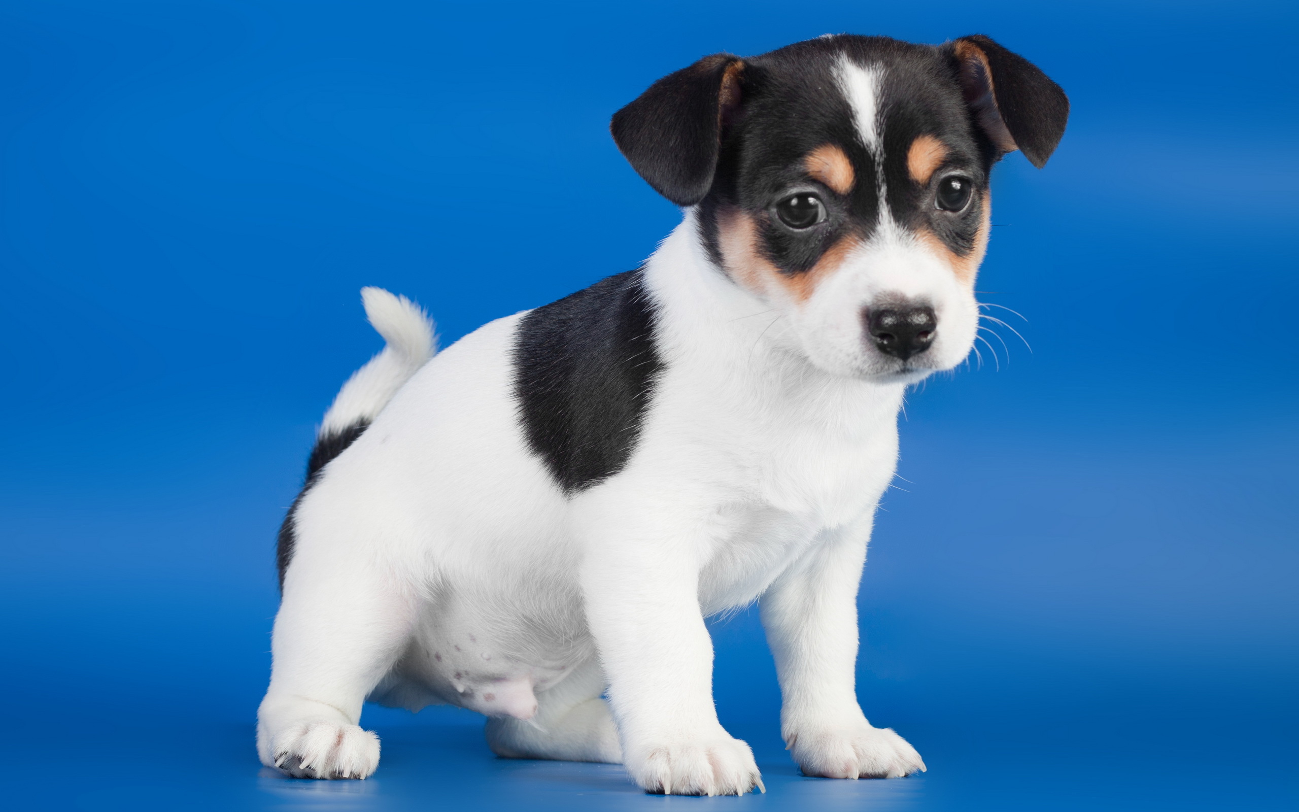 Baixe gratuitamente a imagem Animais, Cães, Cão na área de trabalho do seu PC