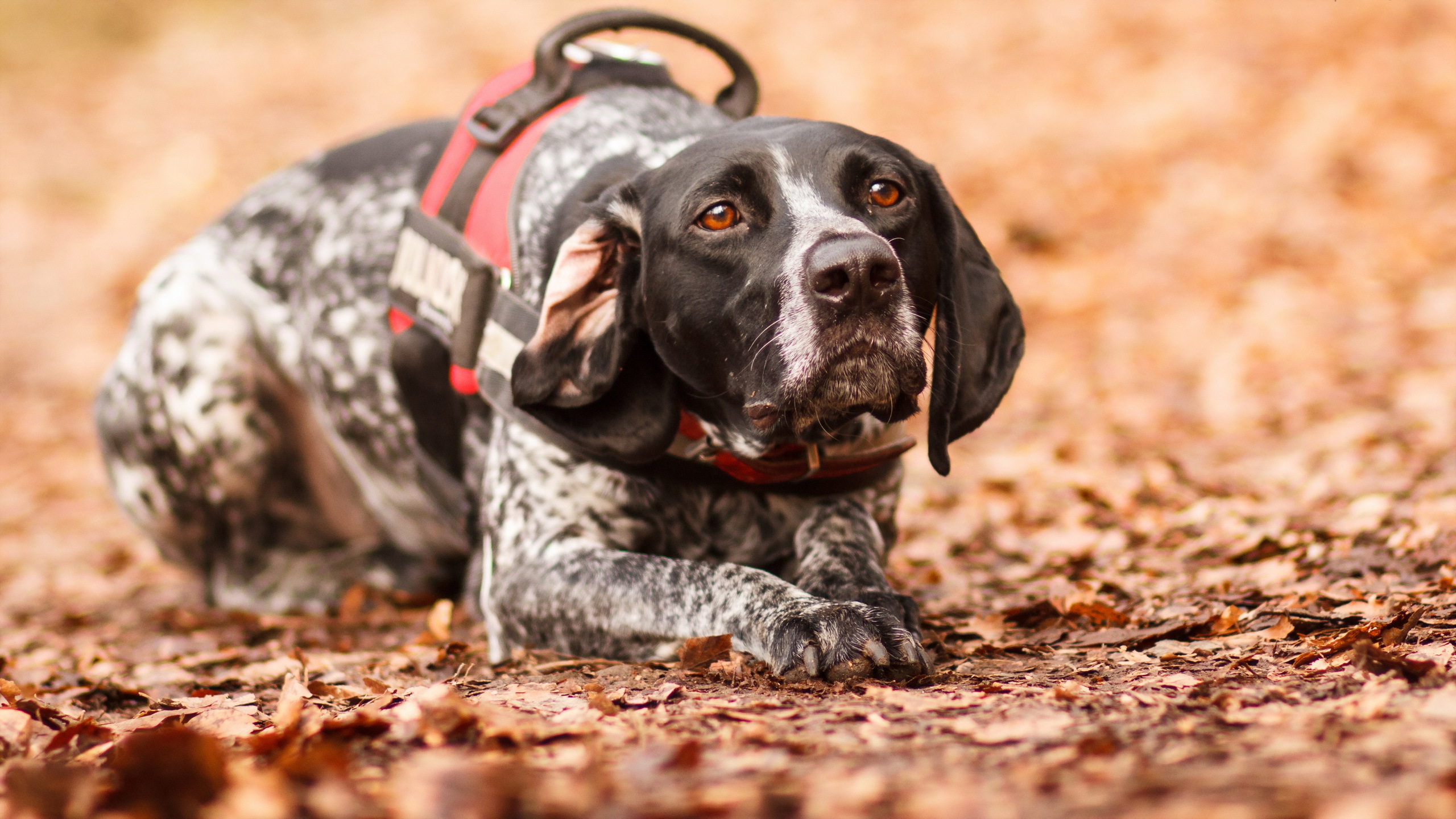 Téléchargez des papiers peints mobile Animaux, Chiens, Chien gratuitement.