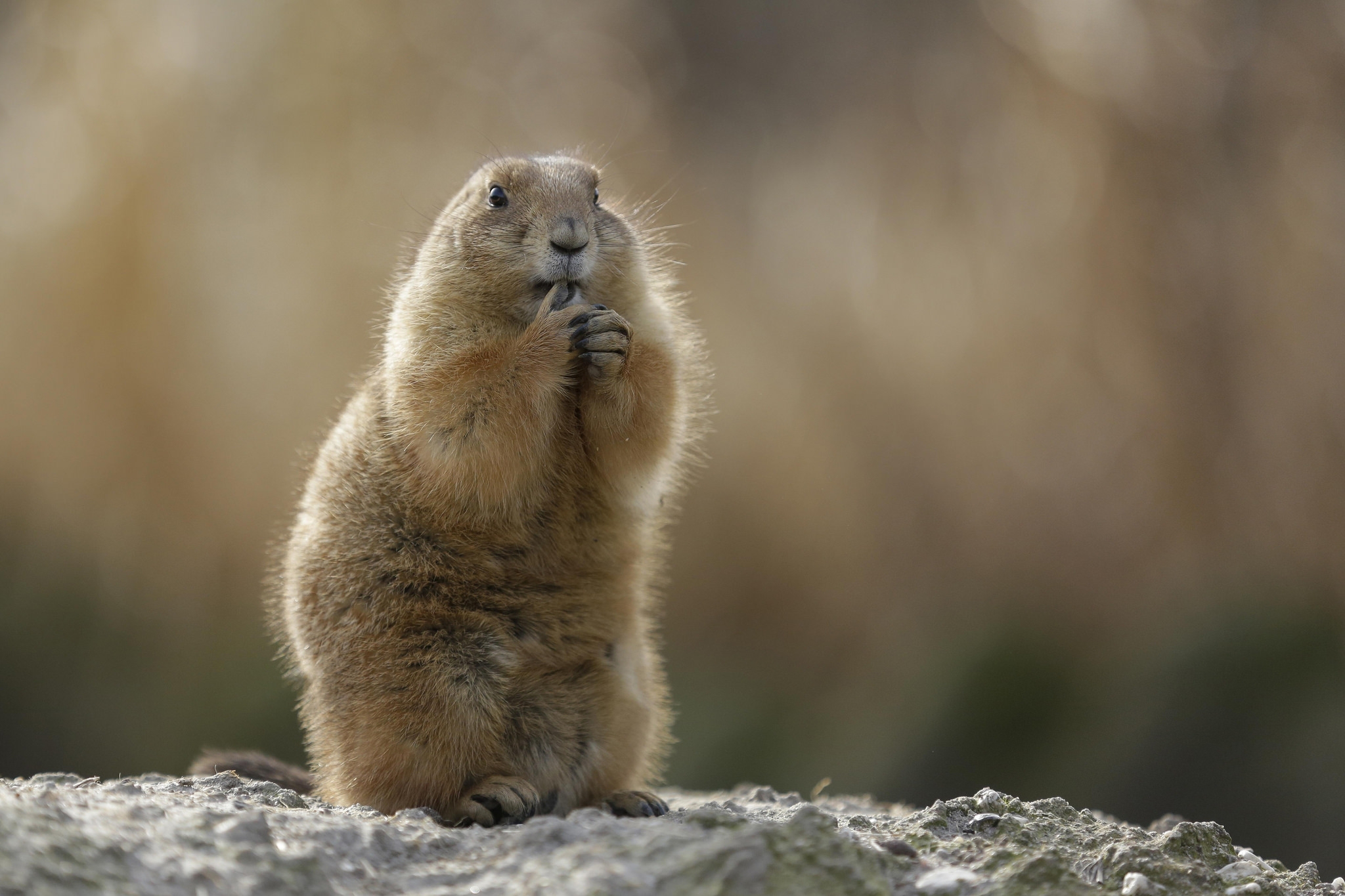 713562 descargar fondo de pantalla marmota, animales: protectores de pantalla e imágenes gratis