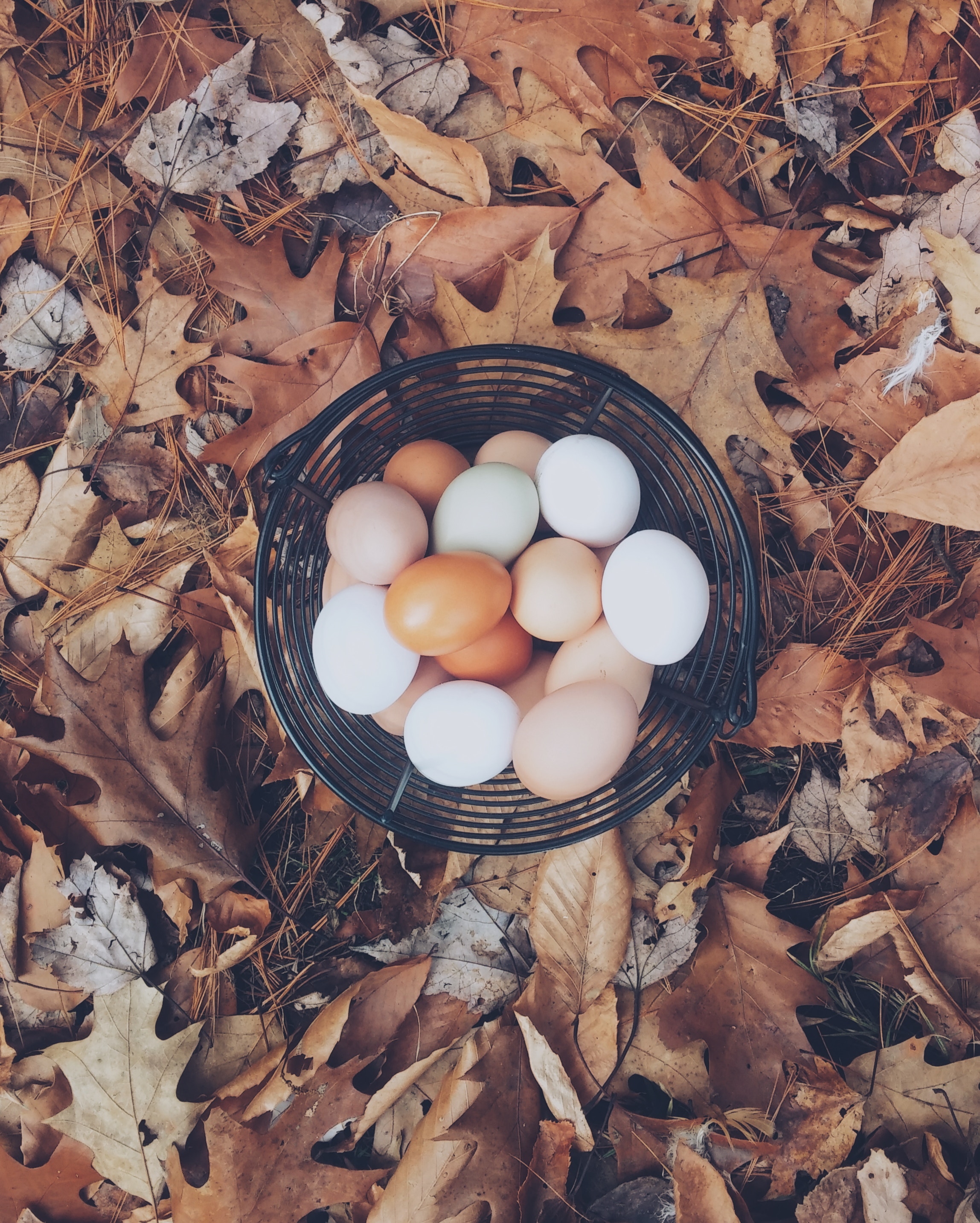 food, autumn, eggs, foliage, basket