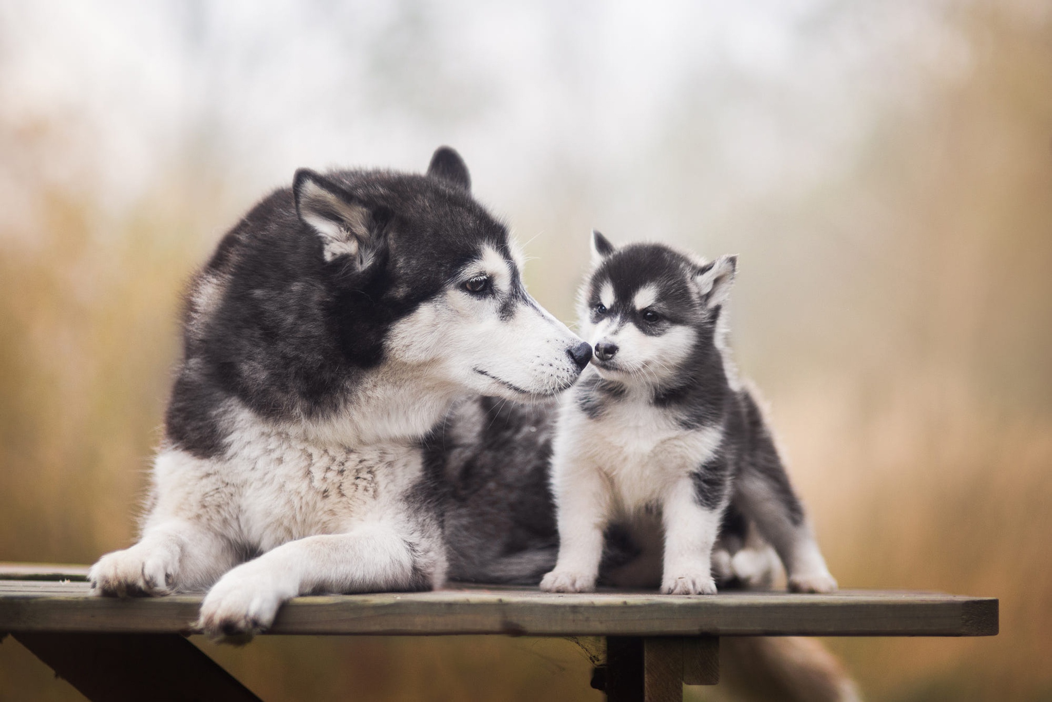 Descarga gratuita de fondo de pantalla para móvil de Perros, Perro, Animales.