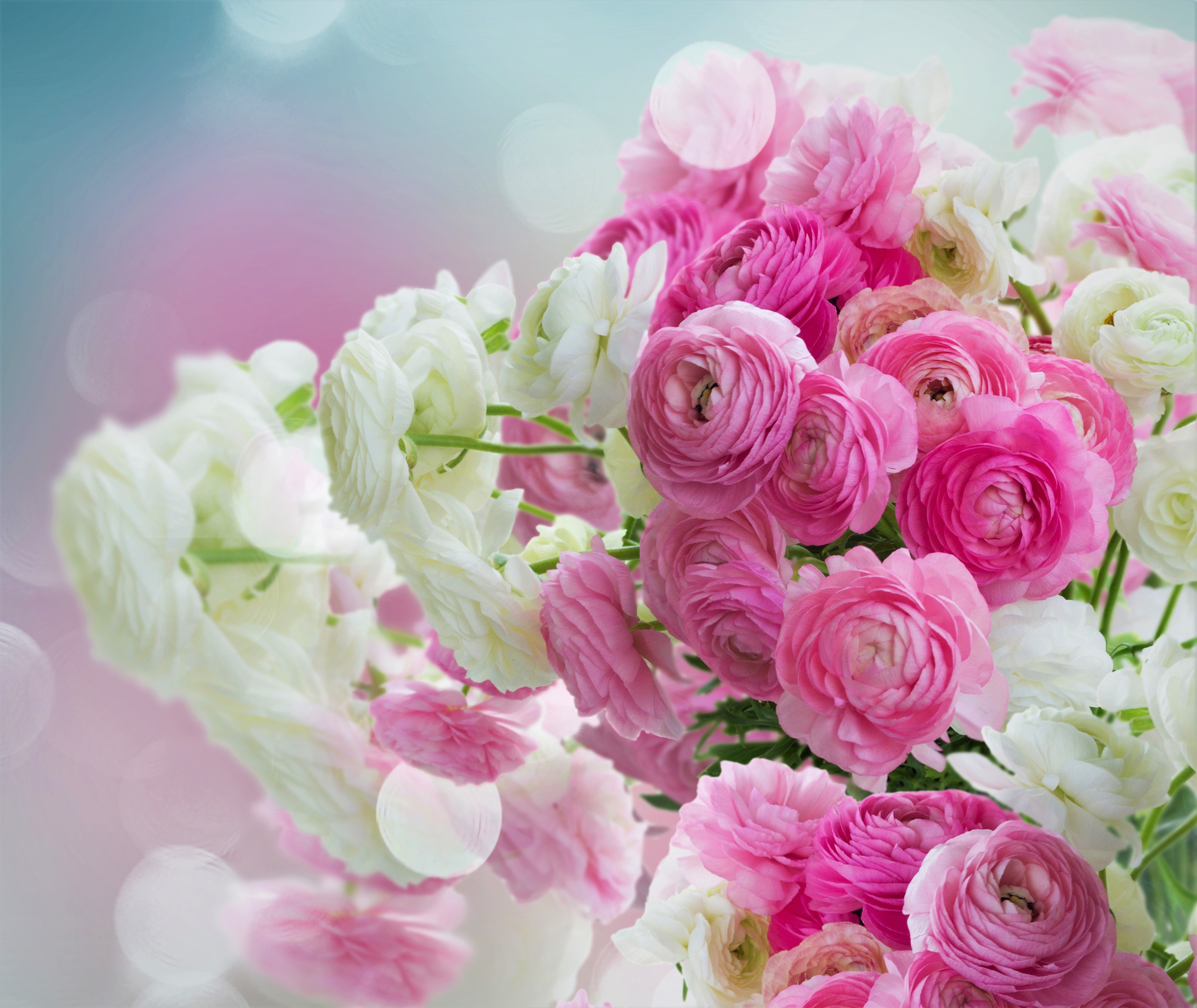 Téléchargez des papiers peints mobile Fleurs, Fleur, Renoncule, Fleur Blanche, Terre/nature, Fleur Rose gratuitement.