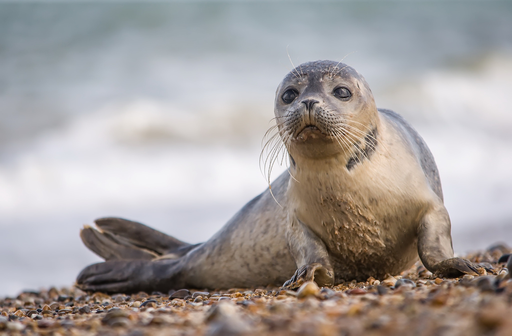 Download mobile wallpaper Seals, Animal, Seal, Baby Animal for free.