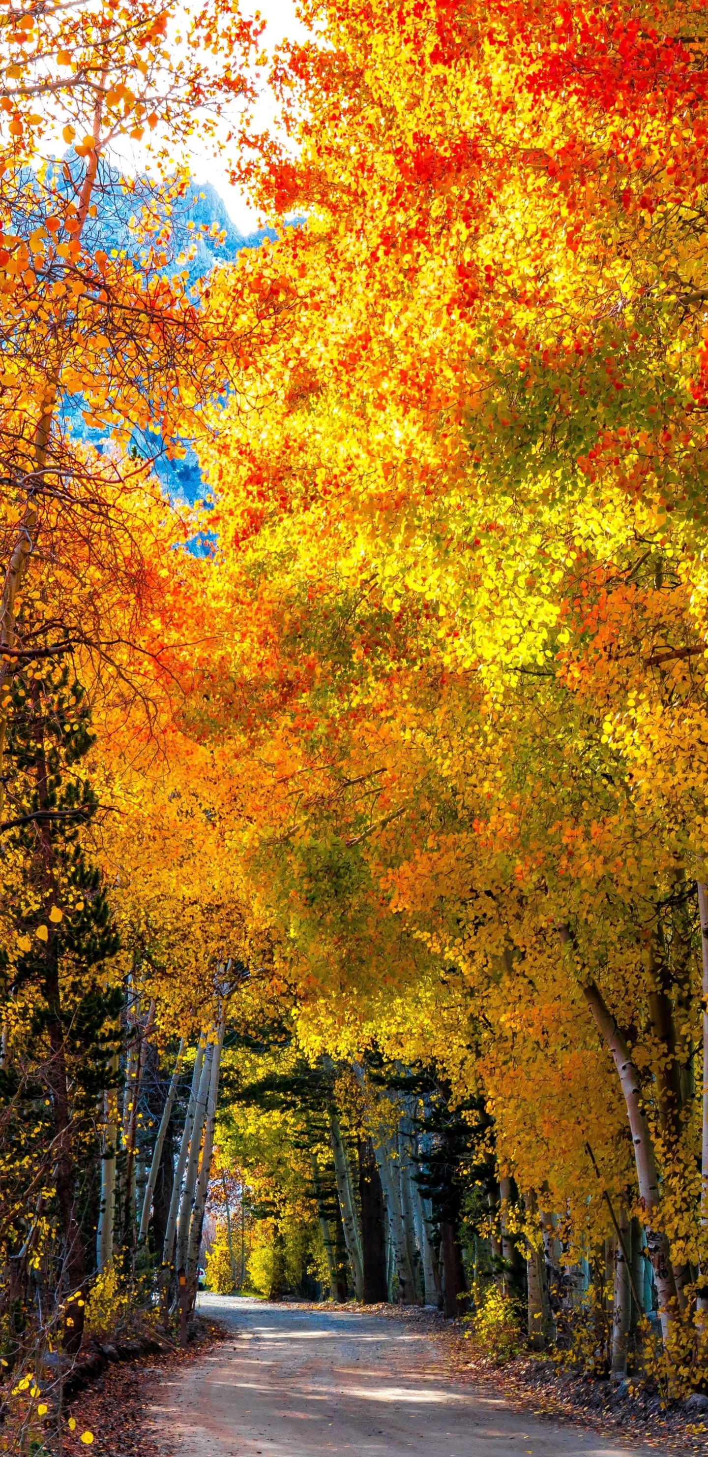 Descarga gratuita de fondo de pantalla para móvil de Otoño, Árbol, Tierra/naturaleza.