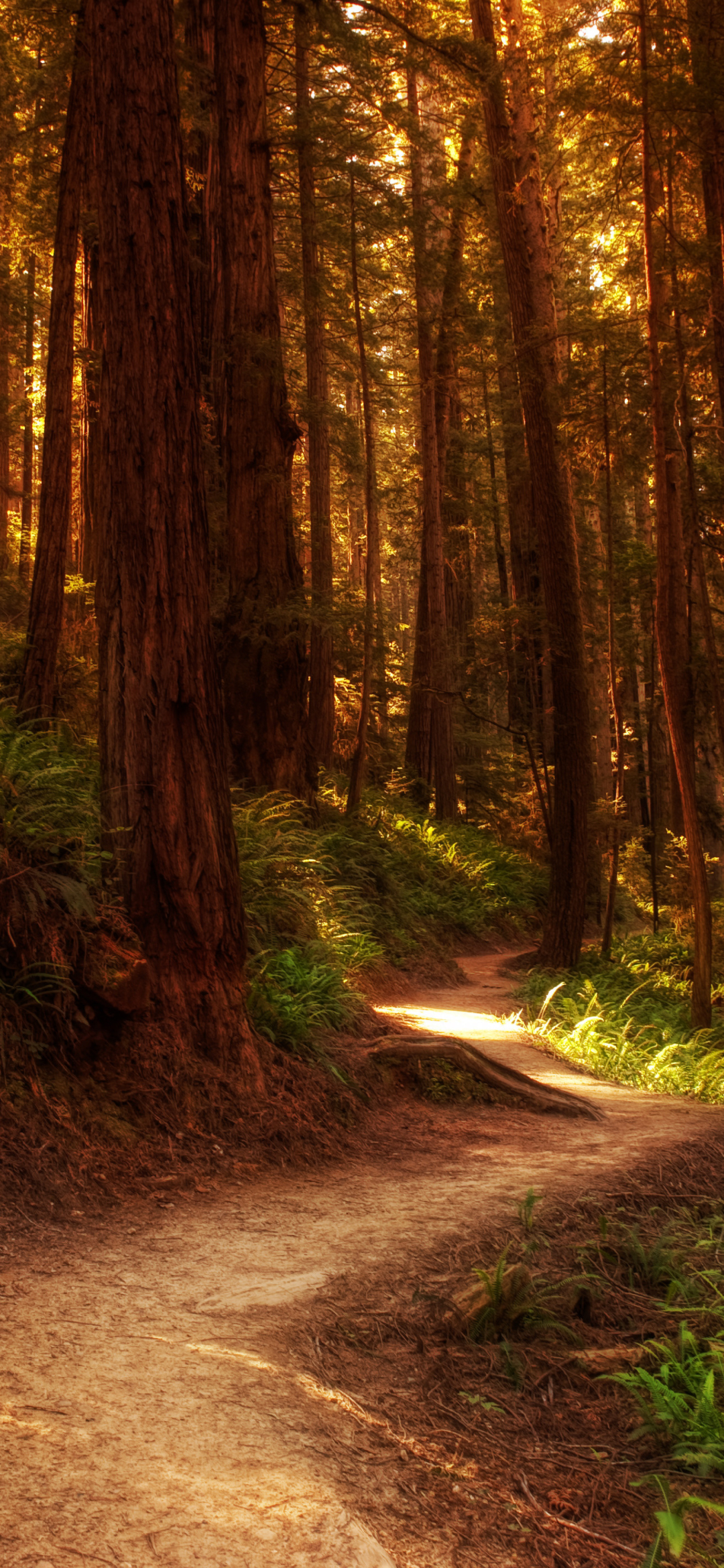 Descarga gratuita de fondo de pantalla para móvil de Naturaleza, Camino, Bosque, Tierra/naturaleza.