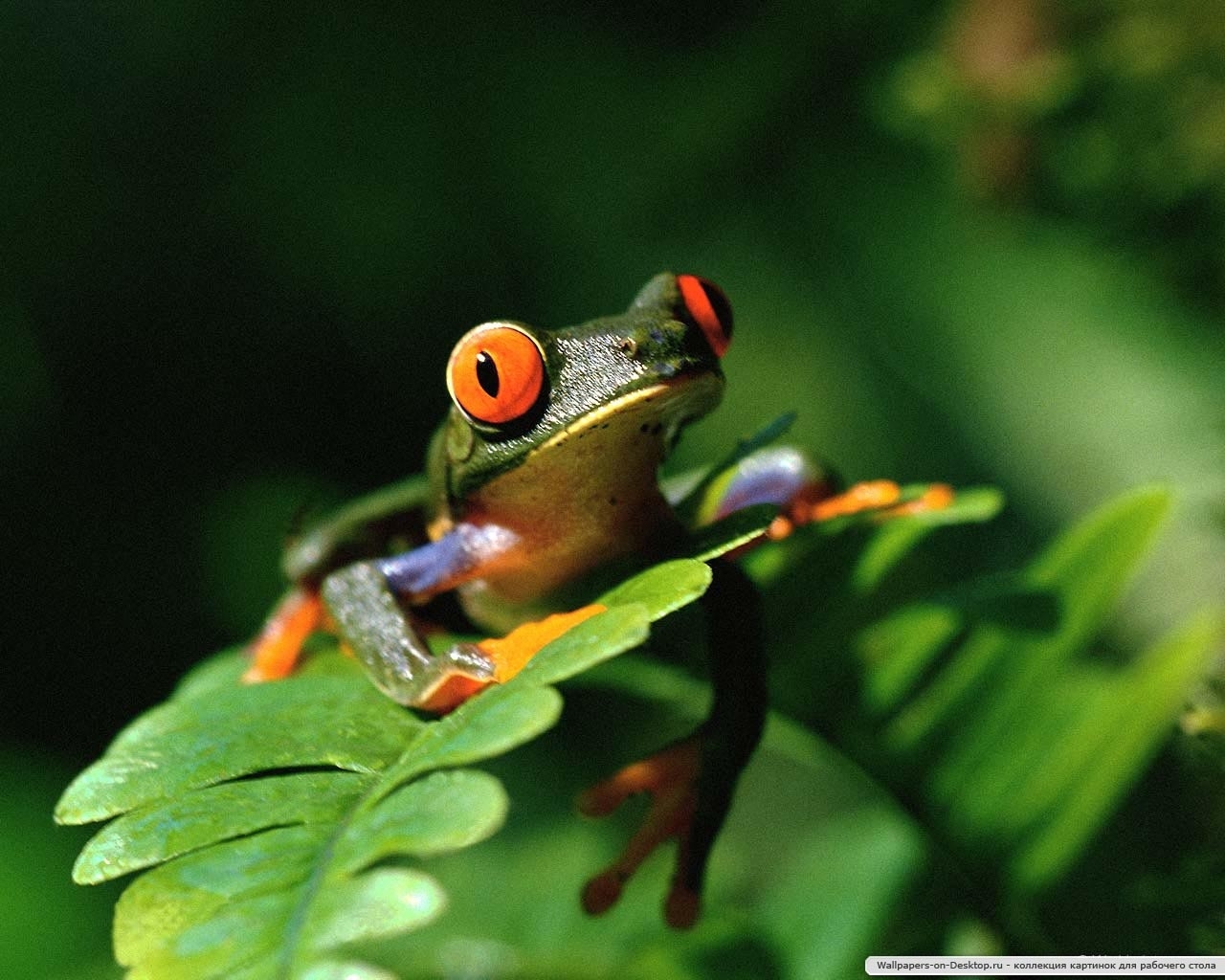 9790 baixar papel de parede animais, frogs - protetores de tela e imagens gratuitamente