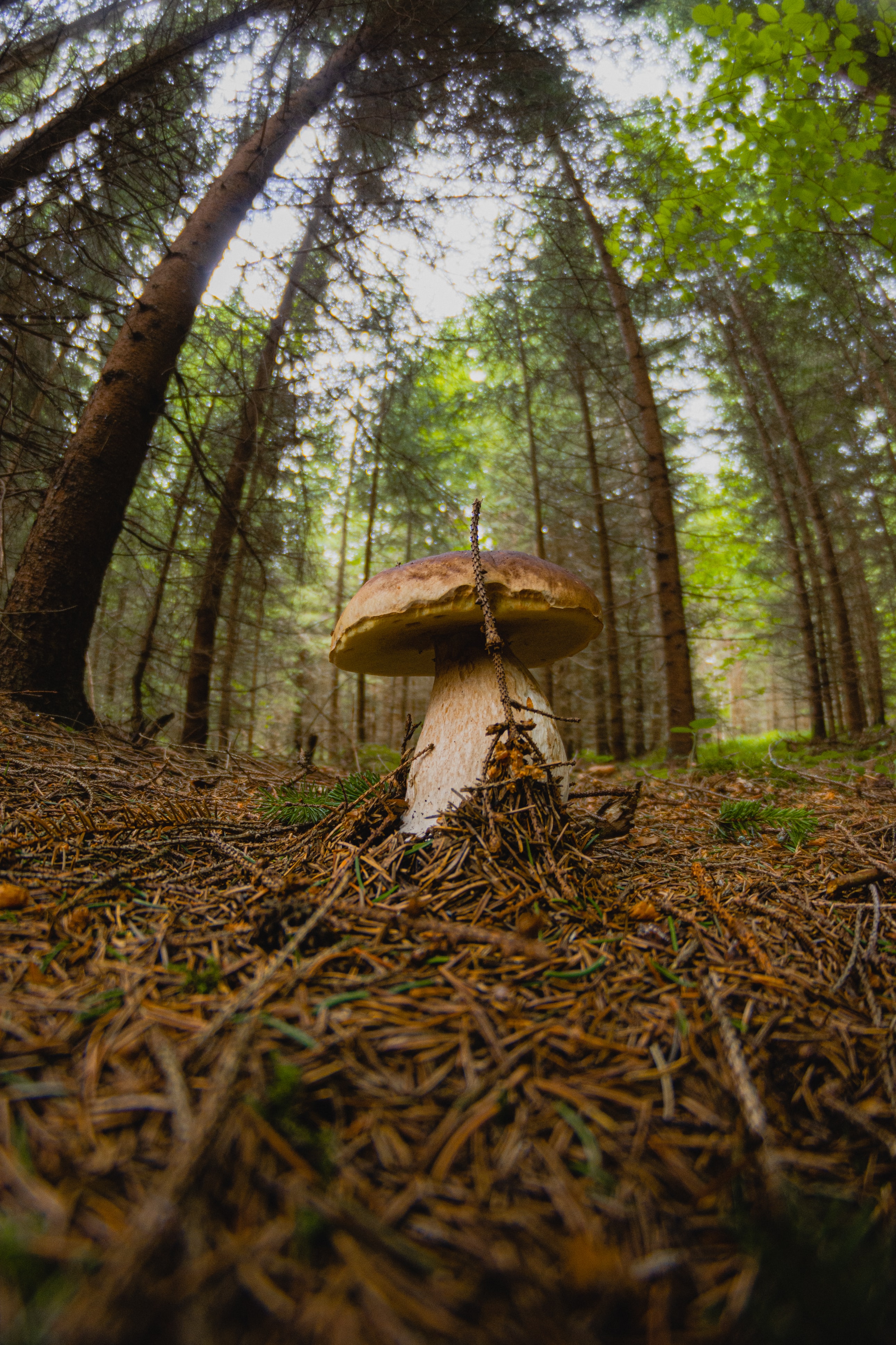 white mushroom, mushroom, nature, forest, branch