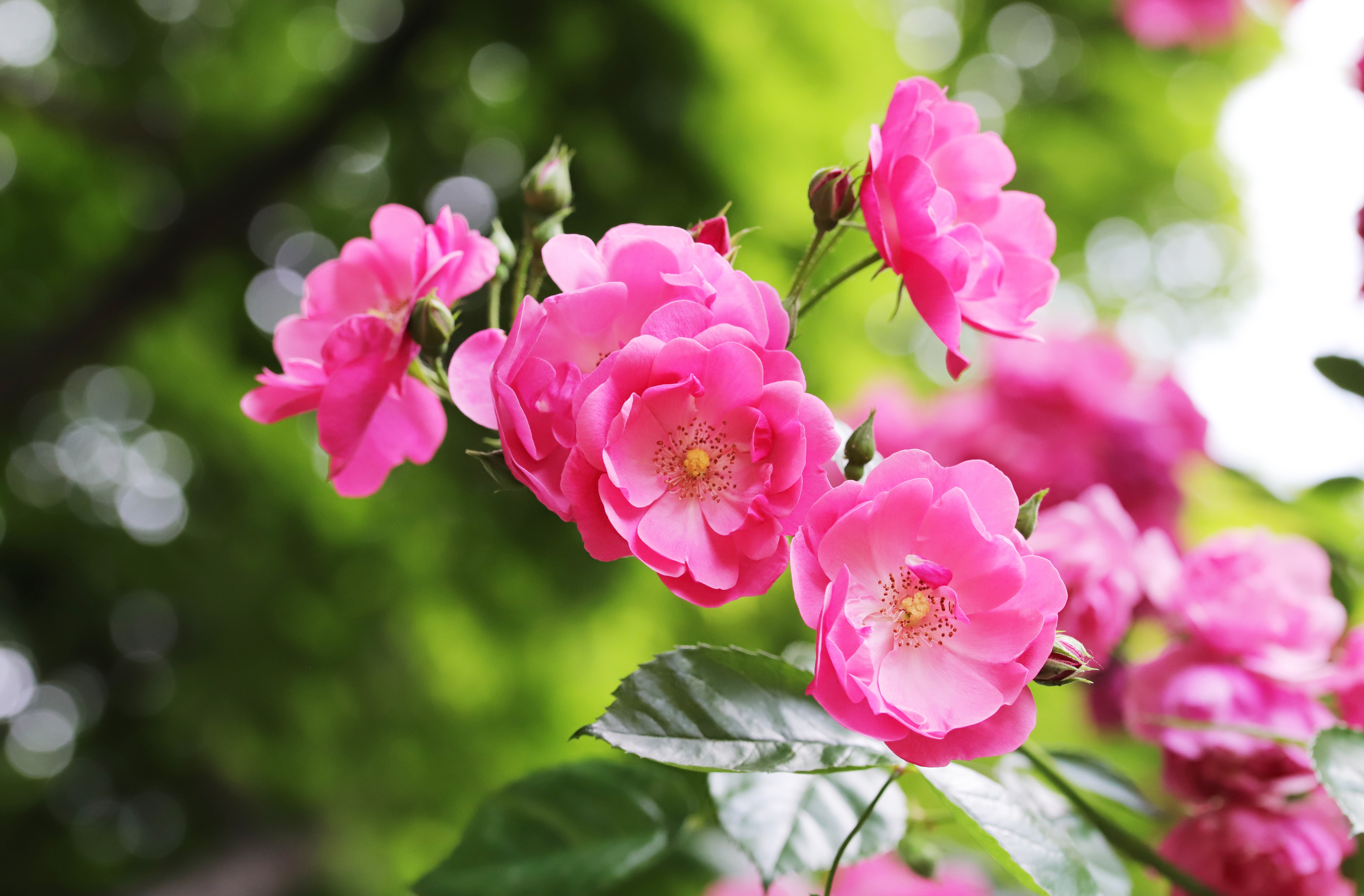 Скачать обои бесплатно Цветок, Роза, Ветка, Земля/природа, Розовый Цветок, Розовая Роза, Розовый Куст, Флауэрсы картинка на рабочий стол ПК