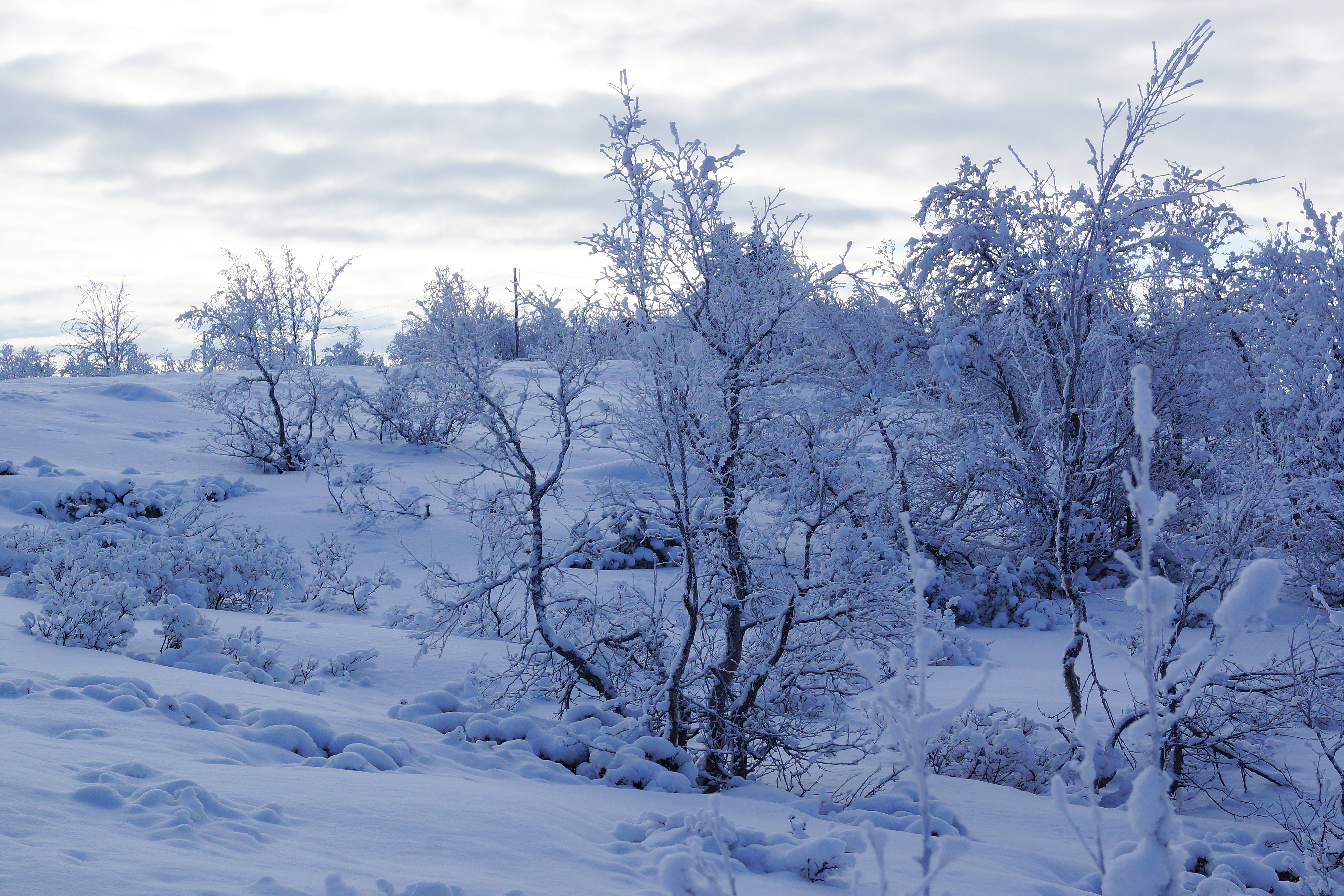 Free download wallpaper Winter, Trees, Snowbound, Snow Covered, Nature, Snow on your PC desktop