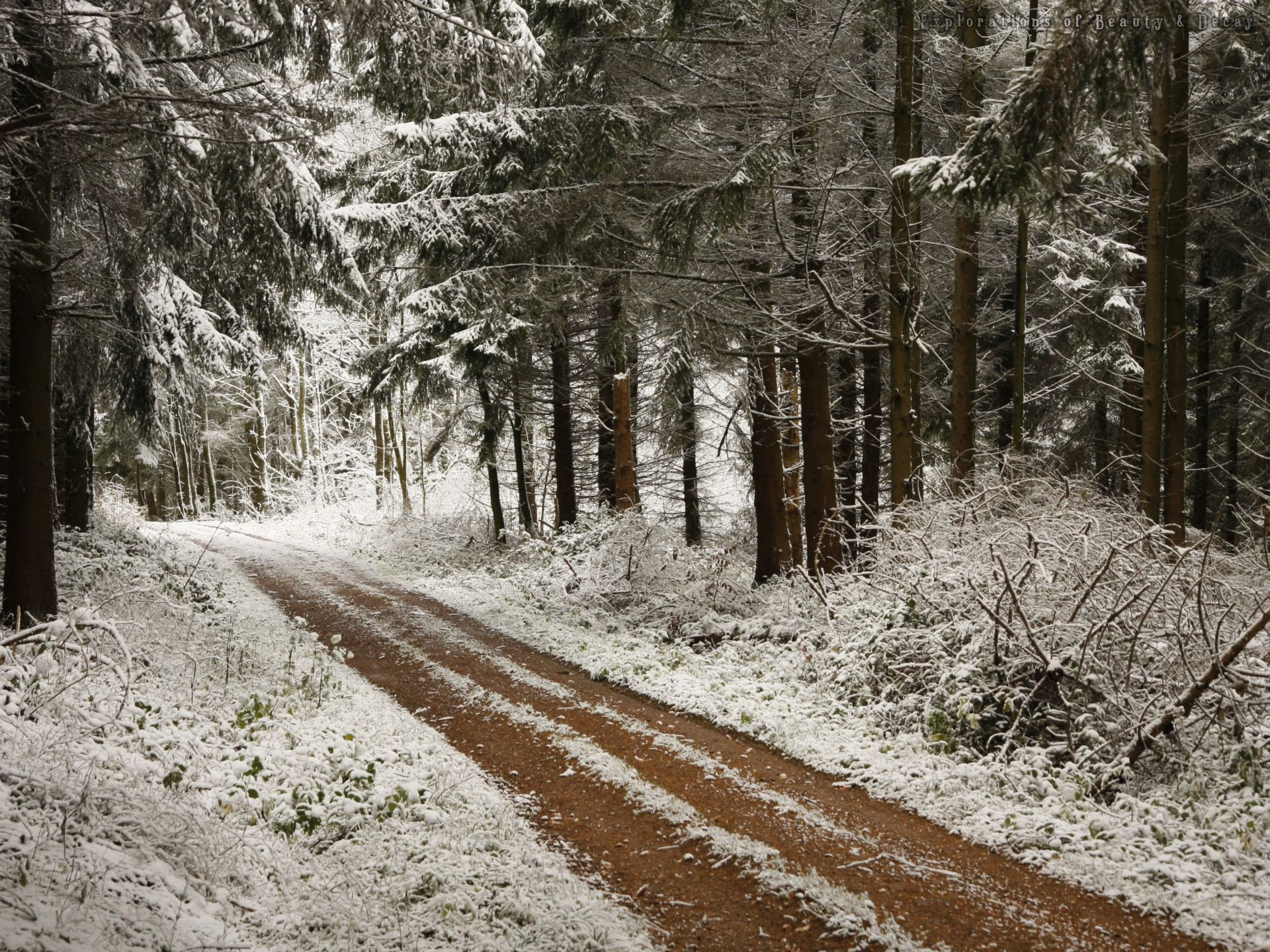 forest, earth, winter, dirt road, path, pine, snow