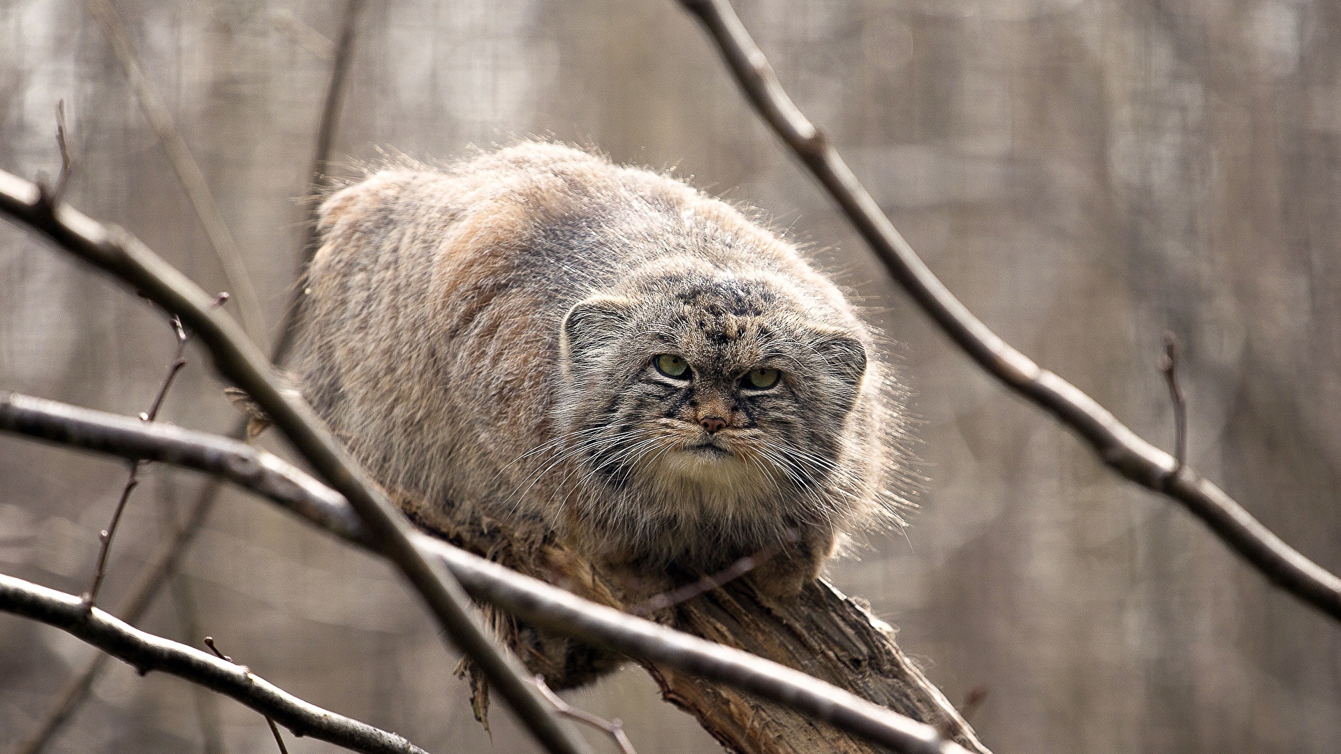 Free download wallpaper Cats, Cat, Animal, Stare, Pallas's Cat, Depth Of Field on your PC desktop