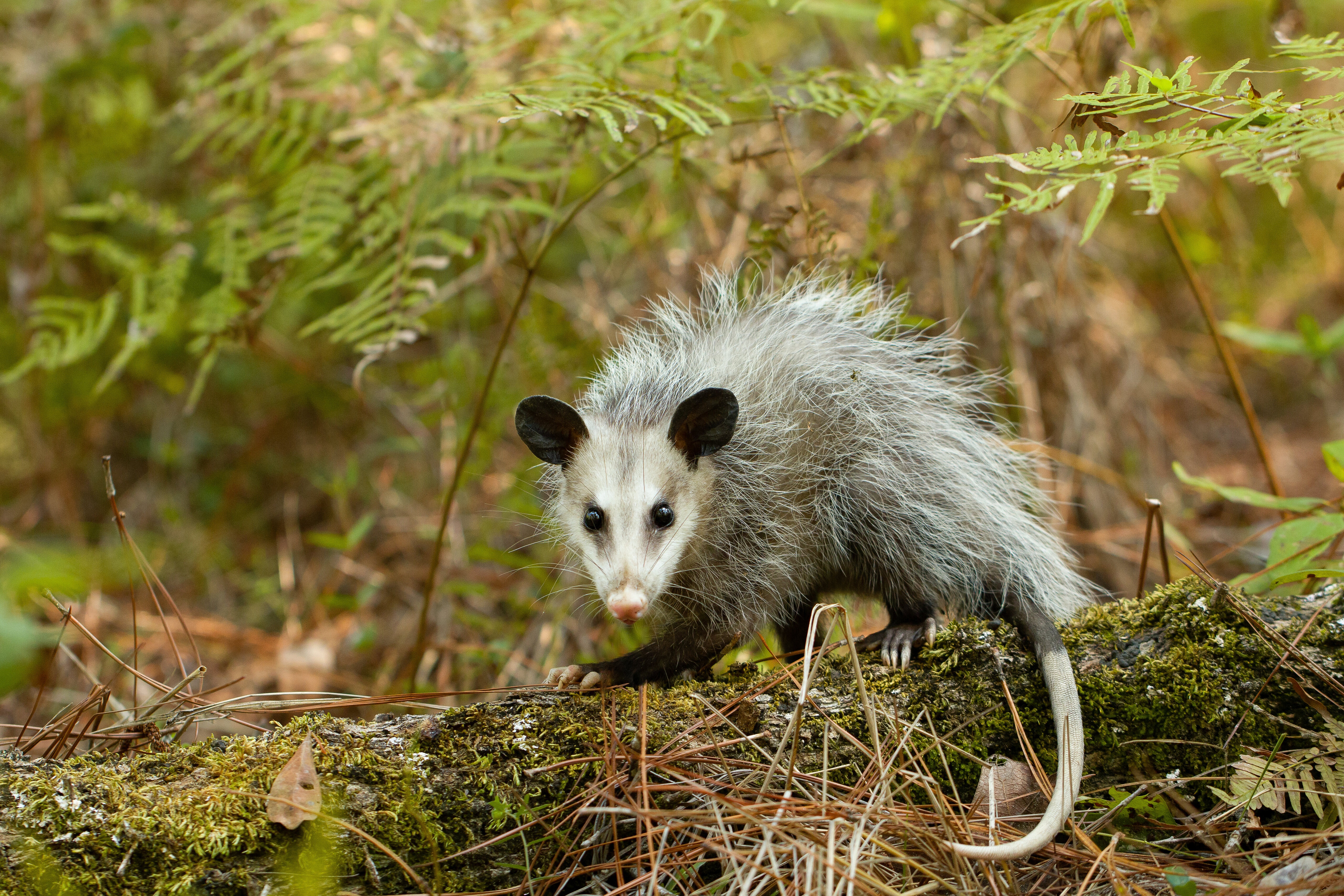 990306 télécharger l'image animaux, opossum - fonds d'écran et économiseurs d'écran gratuits