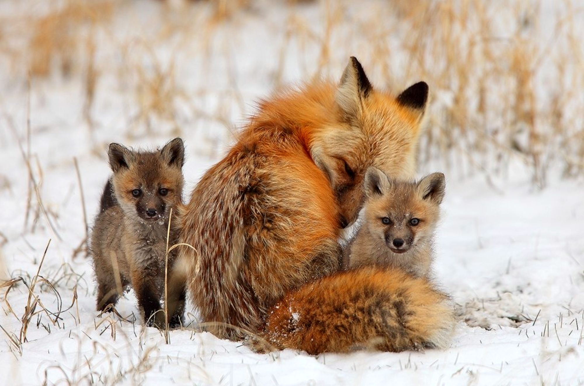 animal, fox, cub