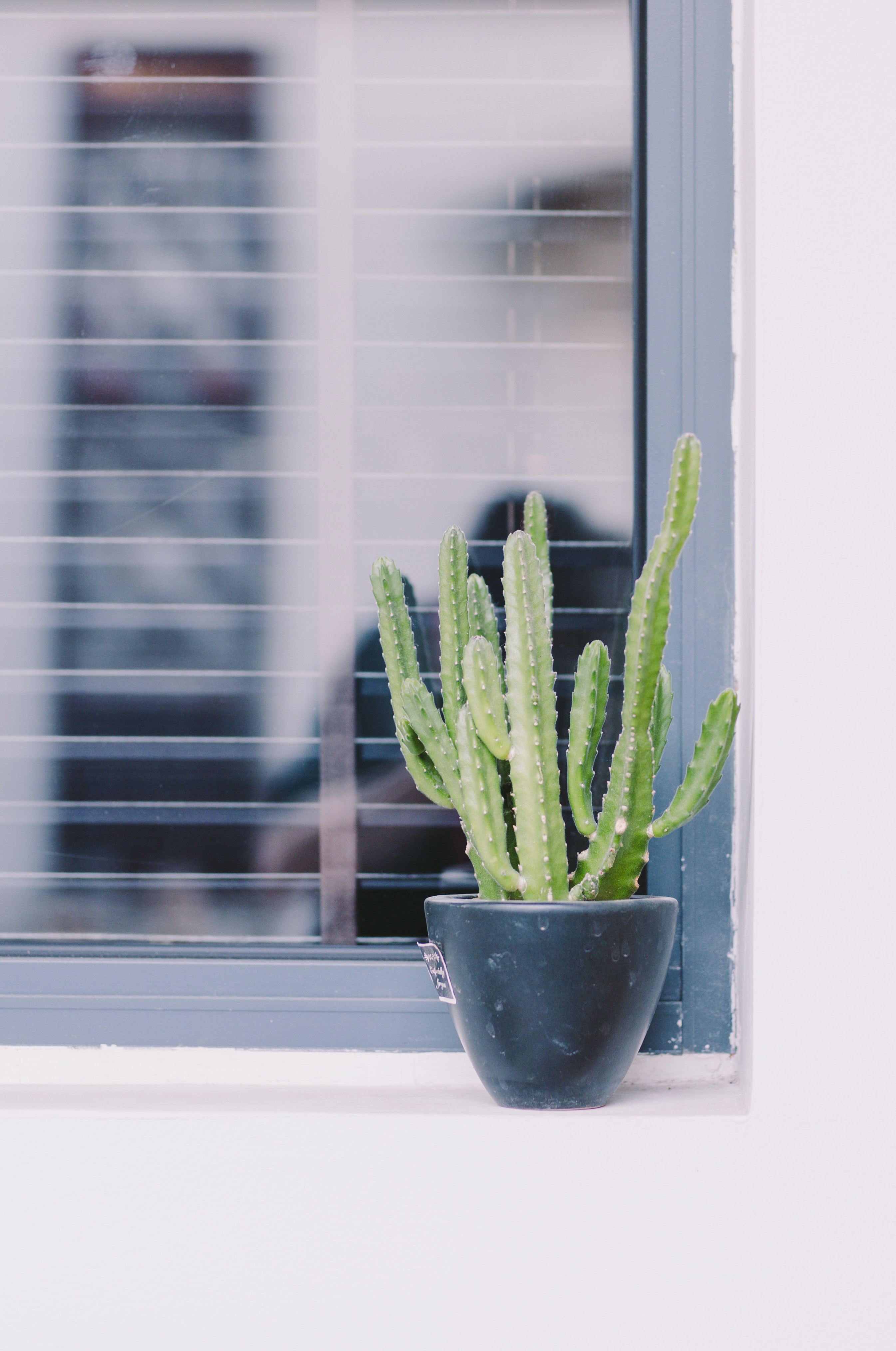cactus, flowers, green, plant, window, decorative Smartphone Background
