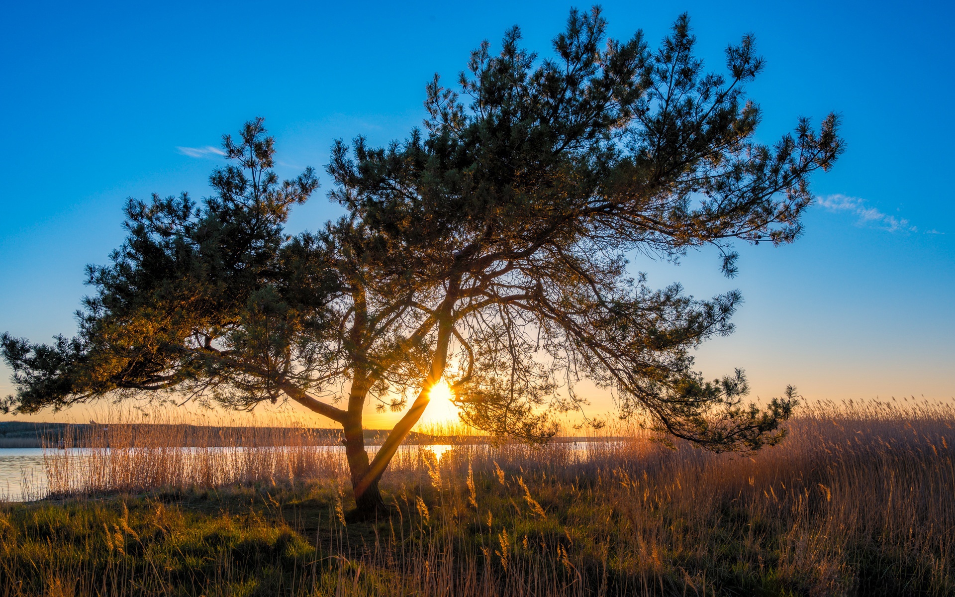 Free download wallpaper Trees, Sunset, Tree, Earth, Sunlight on your PC desktop